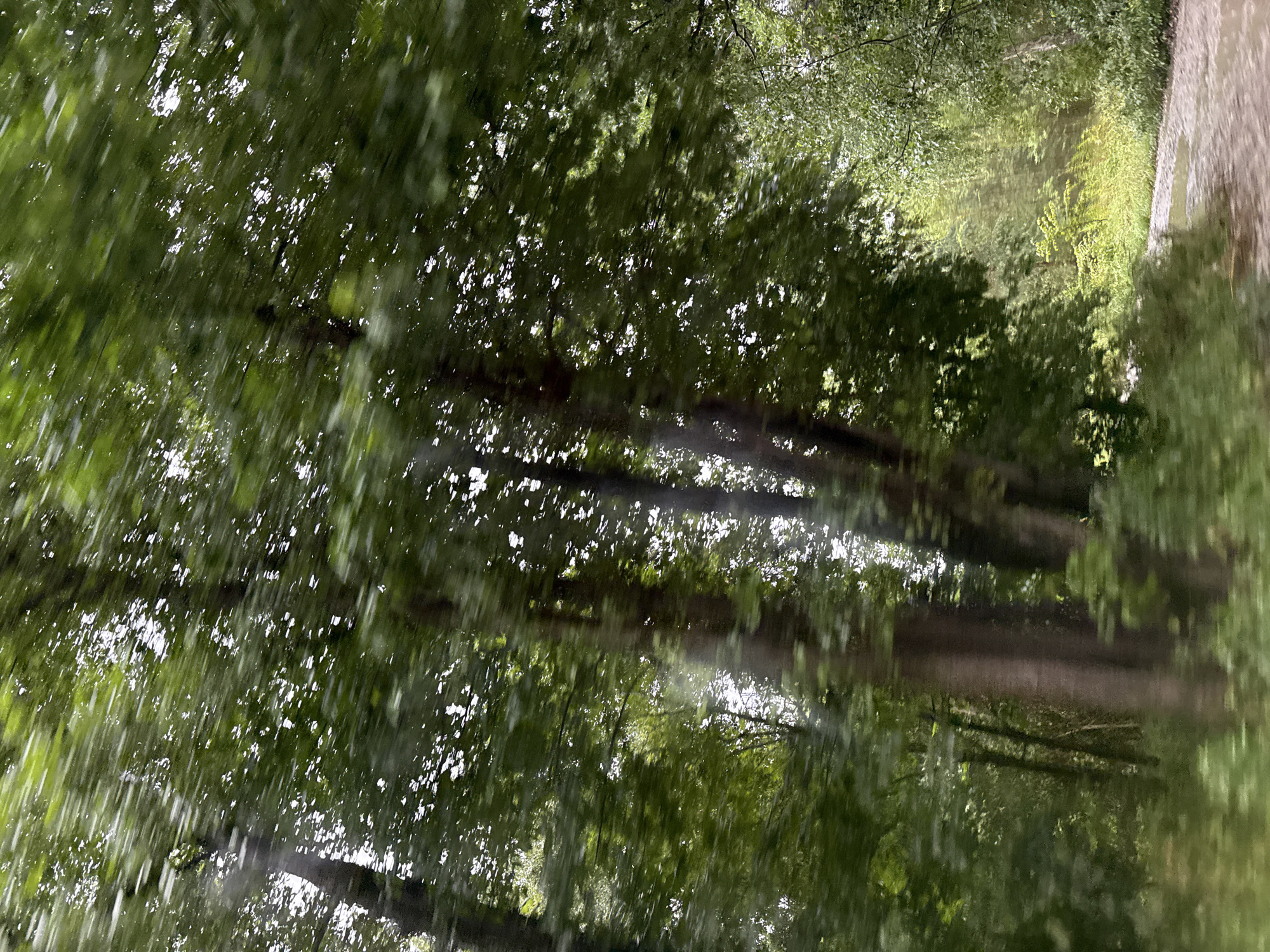 The image depicts a motion-blurred view of a forest path. Tall trees with dense green foliage line the path, suggesting a natural environment. The path itself appears to be unpaved and somewhat damp, with reflections visible on its surface, possibly from recent rain or puddles. Sunlight filters through the leaves, creating dappled lighting effects. The overall impression is one of a serene, verdant woodland setting. There are no people or specific landmarks visible that would indicate a location within the city of Tallinn, Estonia.