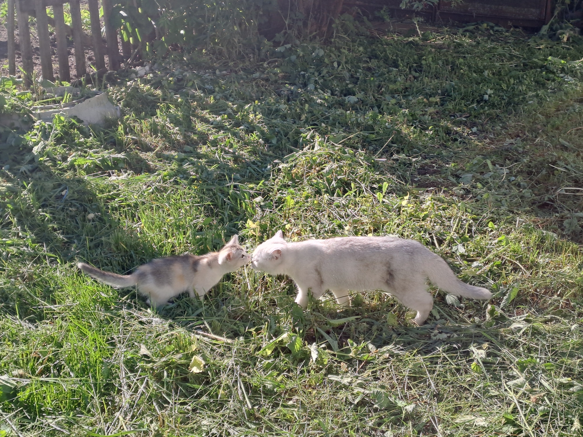 An outdoor, sunlit scene in Polianki, Russia, captures an intimate moment between two cats in a grassy area. The central subjects are an adult cat and a kitten, both standing with their noses nearly touching, suggesting a greeting, sniffing, or affectionate interaction.
The adult cat, positioned on the right, is largely white or a very light cream/grey color. The smaller kitten, on the left, displays a fawn or light tabby pattern with white markings. Both felines are standing on ground covered densely with green grass and an abundance of freshly cut vegetation, likely weeds or plant trimmings, suggesting recent gardening activity.
In the background, a rustic wooden fence with vertical slats is visible, partially obscured by darker green foliage. Some light-colored debris, possibly concrete fragments or rocks, is scattered near the base of the fence amidst the greenery. The scene is brightly illuminated by natural sunlight, casting distinct shadows and highlighting the cats' fur, indicating a clear, sunny day, likely during the late morning or early afternoon. The interaction between the two cats appears curious and gentle. There is no visible text in the image.