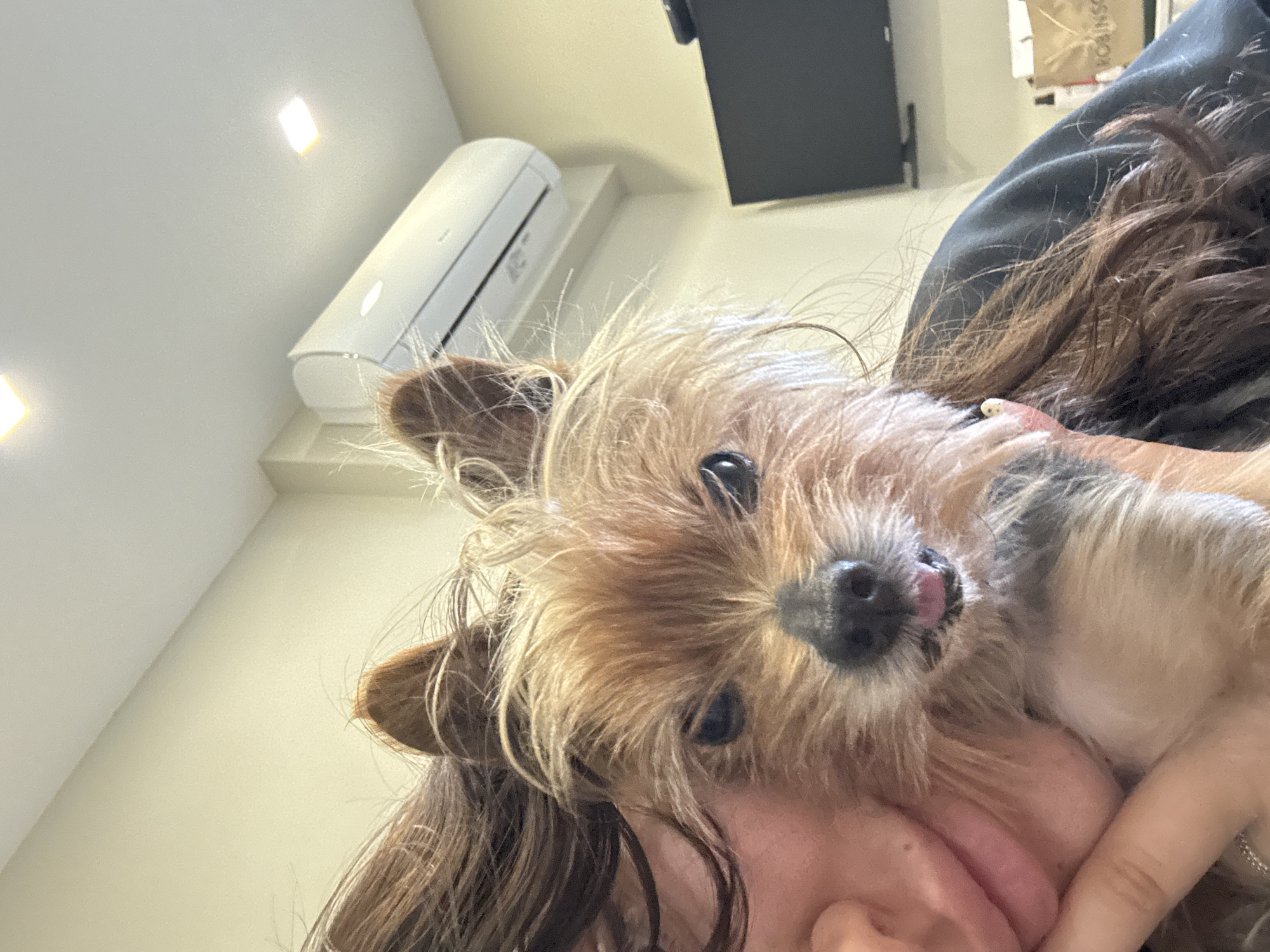 A close-up, upward-angled shot captures a person affectionately holding a small dog in an indoor setting in Burgas, Bulgaria. The central focus is the dog, likely a Yorkshire Terrier or similar small breed, with scruffy brown and blonde fur, dark eyes, and a small pink tongue peeking out from its mouth. It appears to be looking directly towards the camera, resting its head against the person's face.
The person's dark brown, wavy hair frames the left side of the image, and a portion of their chin and arm, covered by a dark blue or black garment, is visible in the lower right. The embrace suggests a close bond between the person and the pet.
In the background, a white split air conditioning unit is mounted high on a light-colored wall. Above and to the right of the AC unit, a rectangular black object, possibly a TV or monitor, is partially visible. Further back, a blurry brown paper bag can be seen, with barely legible text that appears to spell "ROBINSON" vertically on its side. The room features plain, light-colored walls and ceiling, illuminated by bright, square recessed lights. The lighting suggests daytime. The overall impression is one of warmth and companionship.