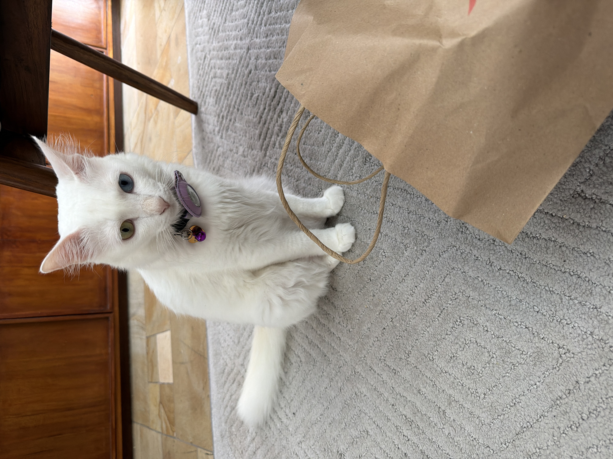 A white cat with heterochromia (one blue eye, one green eye) sits beside a brown paper bag on a gray patterned rug indoors. The cat wears a purple collar with a tag and a dangling purple charm. Part of a dark wood cabinet or table is visible on the left side of the frame. The environment includes a light-colored, patterned floor surface to the left of the cabinet. The specific location in the city of Ungasan, Indonesia cannot be confirmed from the provided image.