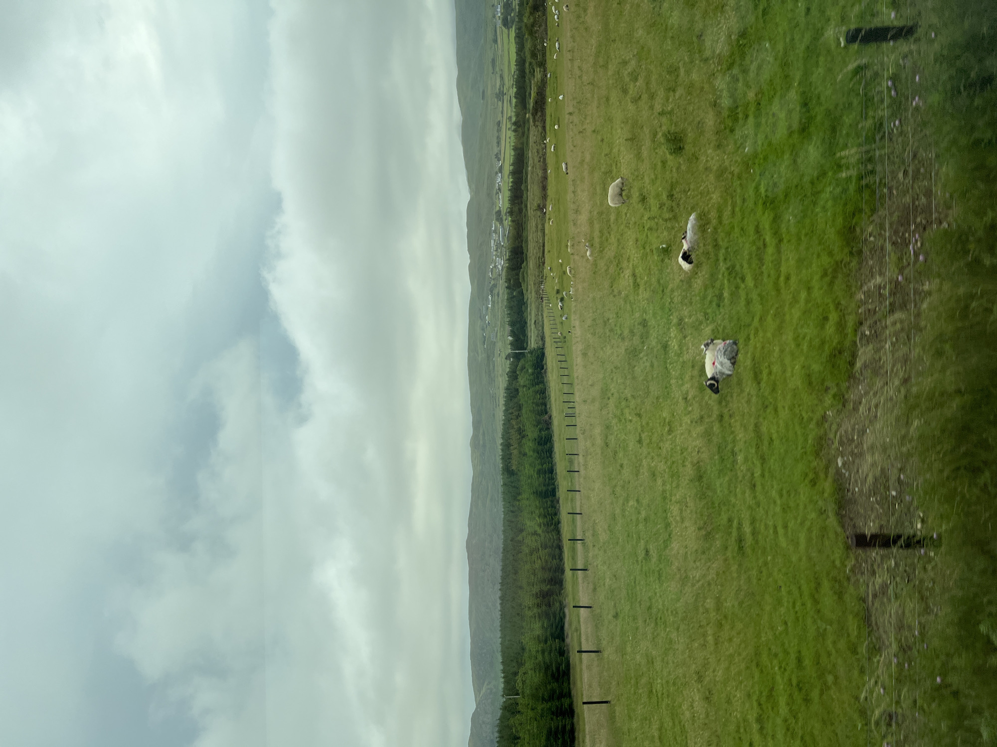 The image depicts a pastoral scene in the countryside, likely near Fanmore, Ireland, under an overcast sky. A lush green field occupies the foreground and middle ground, dotted with several sheep. Some sheep are grazing, while others are lying down. A dark fence line runs horizontally across the middle of the image, separating the field into two sections. Behind the field, a dense forest of dark green trees stretches across the landscape. In the distance, rolling hills are visible, topped with a few scattered buildings, suggesting a small village or settlement. The overall impression is one of a peaceful, rural environment, typical of the Irish landscape.