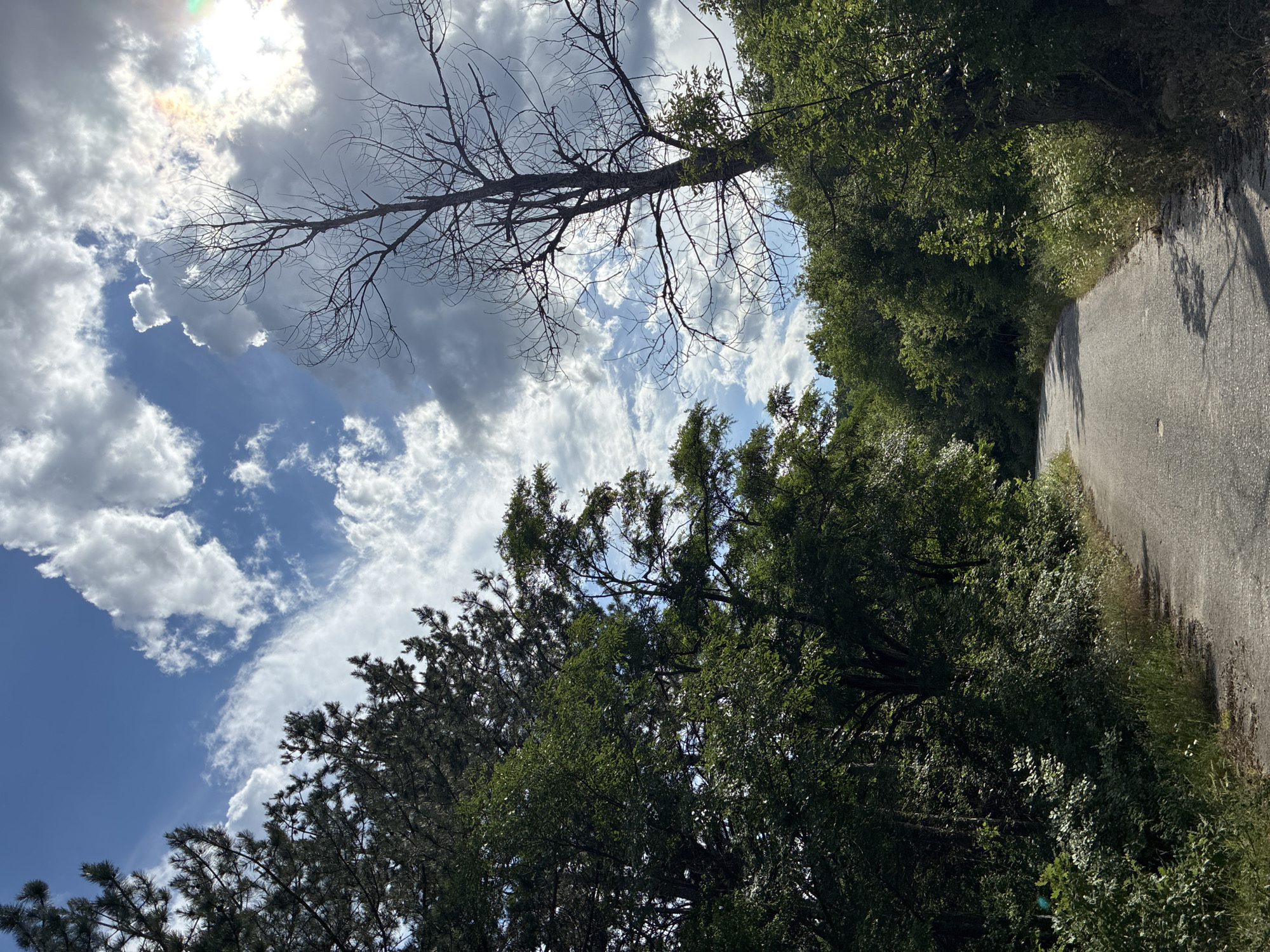 A narrow asphalt road winds through a dense forest in Hrabrino, Bulgaria. The road is flanked by lush green foliage and trees, with a few patches of dry grass and wildflowers along the edges. The sky above is a mixture of bright blue and dramatic, dark gray clouds, with the sun peeking through, casting shadows and creating a sense of dappled light. A tall, bare, dead tree stands prominently against the cloudy sky, its skeletal branches reaching upwards. The overall scene suggests a remote, natural setting, likely on a day with fluctuating weather conditions.