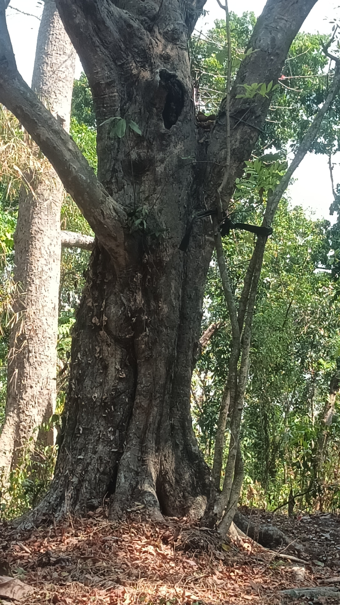 The image shows a large, old tree with a thick, gnarled trunk and exposed roots, covered in dry leaves. The tree has a hollow opening in its trunk and several branches extend outwards. The background is filled with lush green foliage, suggesting a natural environment. A second, thinner tree stands to the left of the main tree. The scene is likely located outdoors in a wooded area.