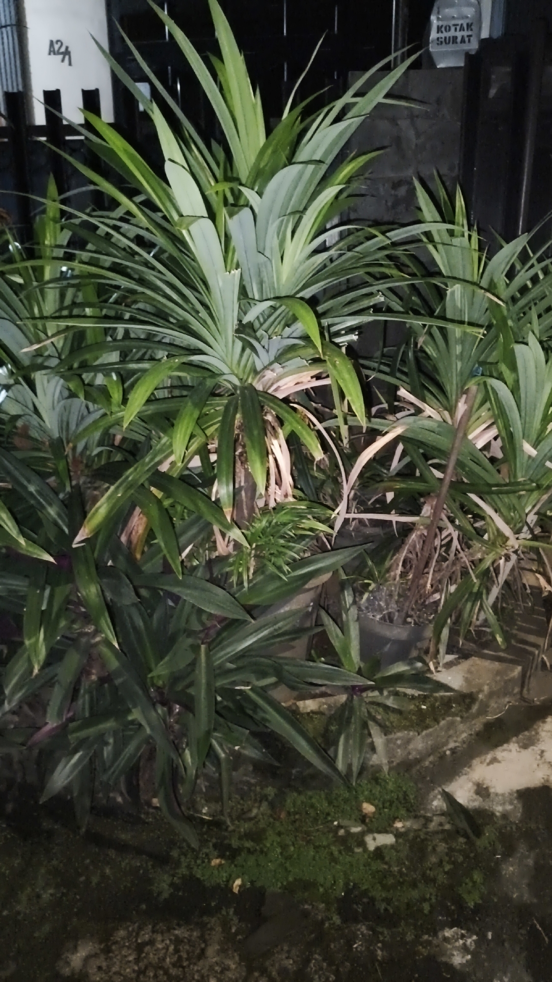 The image depicts a nighttime scene in an outdoor setting, likely a residential or commercial area in South Jakarta, Indonesia. In the foreground, a dense collection of green plants, some with reddish-purple undersides, are the primary subjects. The plants are arranged in pots and directly in the ground, with some foliage reaching upwards and others trailing. In the background, a dark fence or wall is visible. To the left, on the wall, there is a white sign with black lettering that appears to read "A21". To the right, a small white sign with black lettering reads "KOTAK SURAT", which translates to "LETTERBOX" in English. The ground appears to be paved, with patches of moss and some debris. The lighting suggests artificial light sources are illuminating the plants from the side. No people or animals are visible in the image.