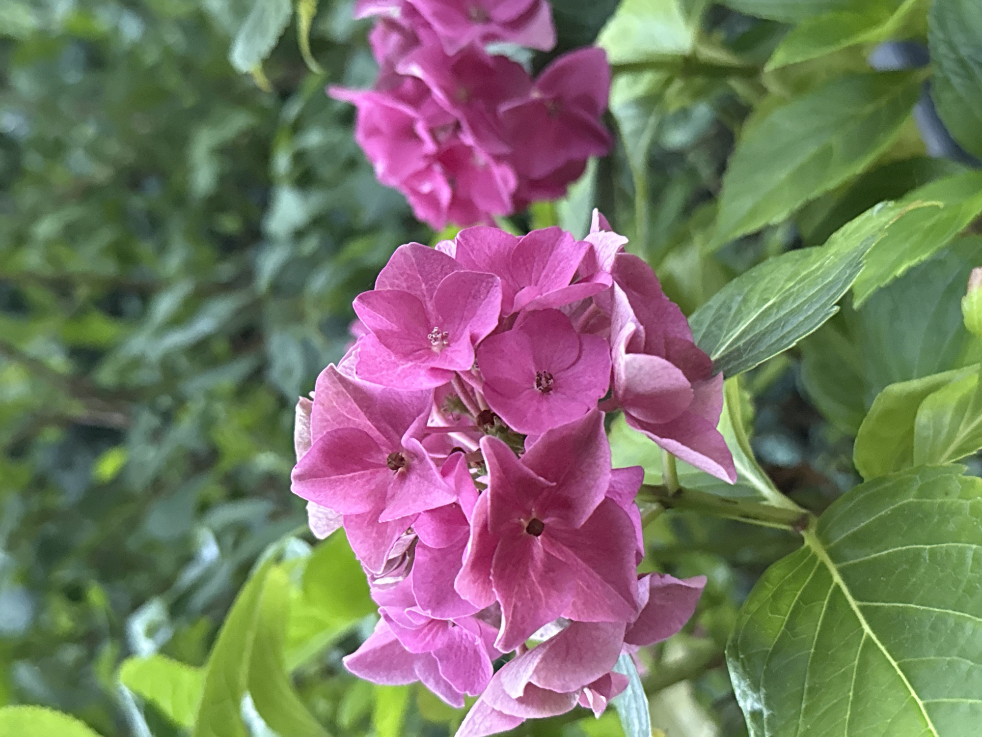 This is a close-up, eye-level shot of two pink hydrangea flower heads with a blurred green foliage background. The flower on the left is in sharp focus, showcasing its intricate petal structure and a dark center. The flower on the right is slightly out of focus, appearing as a softer, more diffuse mass of pink. The foreground is dominated by large, veined green leaves. The image appears to have been taken outdoors, likely in a garden setting. There is no indication of people or specific urban landmarks that would place it in Bad Sachsa, Germany.