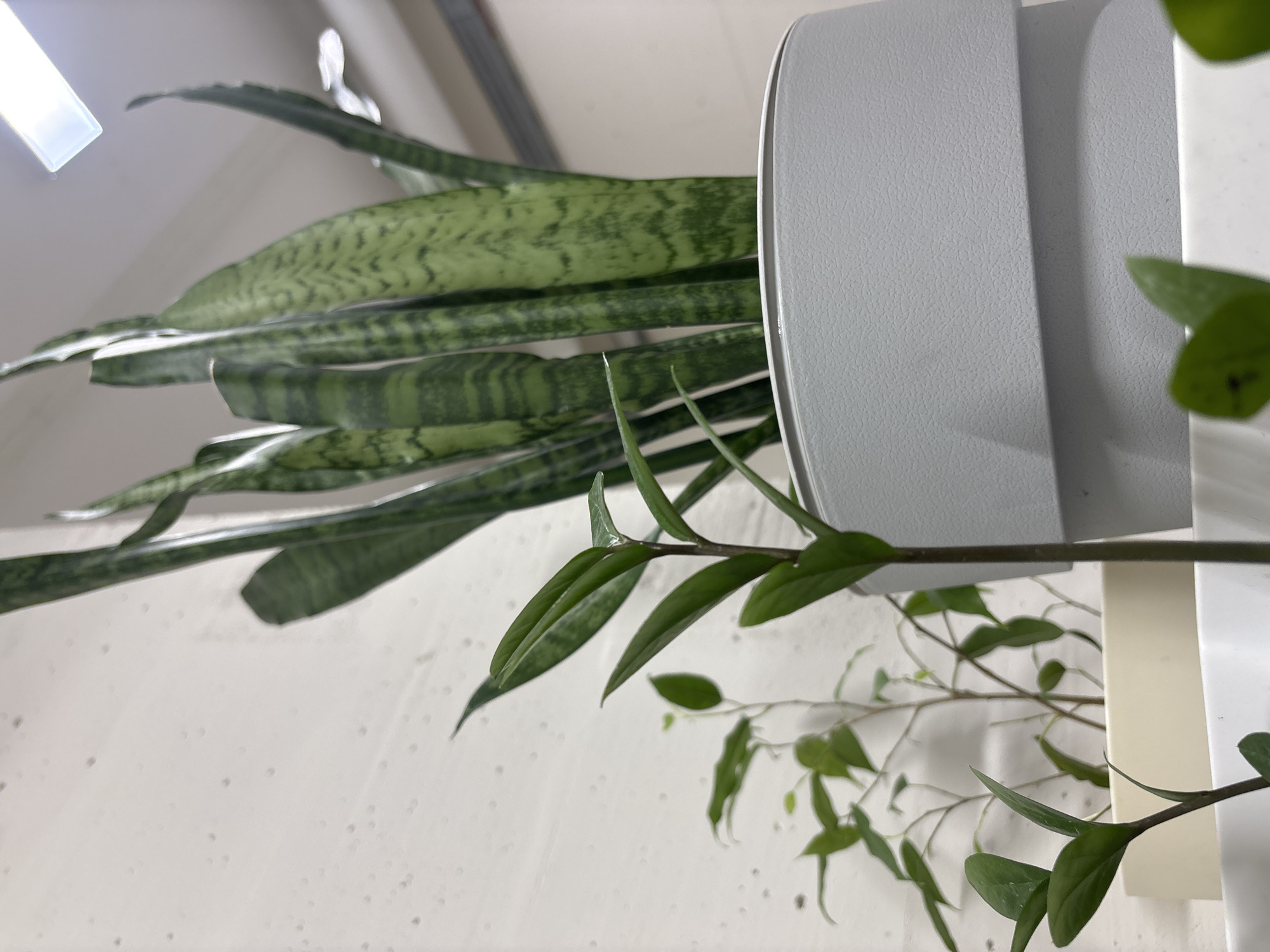The image features a close-up view of two types of houseplants, with a focus on their leaves and a portion of their planters. In the foreground, a thin, vining plant with delicate green leaves extends across the frame. Behind it, the distinctive sword-shaped leaves of a snake plant are visible, characterized by their mottled green and grey pattern. Both plants are situated within or near light-colored planters, one of which is a modern, rounded grey design. The background appears to be a white, textured wall, possibly within an indoor setting. A bright light source is visible in the upper left corner, casting a soft glow on the foliage. The overall impression is one of a well-lit indoor environment, showcasing domestic greenery. There are no people or specific activities depicted. The image composition is vertical and close-up, emphasizing the textures and forms of the plants and their containers.