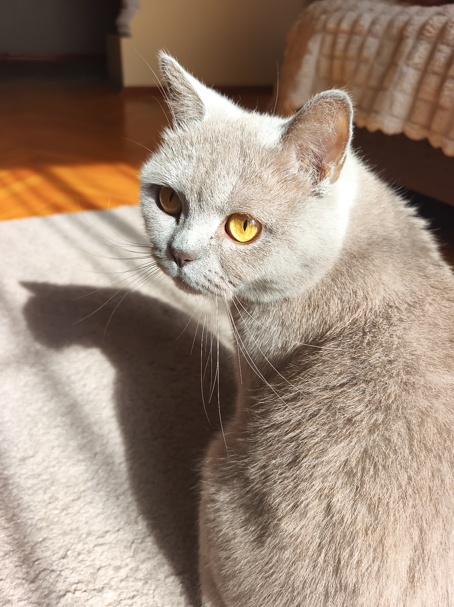A British Shorthair cat with pale fur and bright yellow eyes sits on a cream-colored textured surface, likely a rug or blanket. Sunlight streams in from the left, casting a shadow of the cat on the surface. In the background, a wooden floor with light reflections is visible, and further back, a bed with a textured cover is partially shown. The image appears to be taken indoors in a home environment, possibly in Ternopil, Ukraine, given the user's prompt. There are no people present in the image, and the cat is the sole subject. The overall lighting suggests a bright, sunny day.