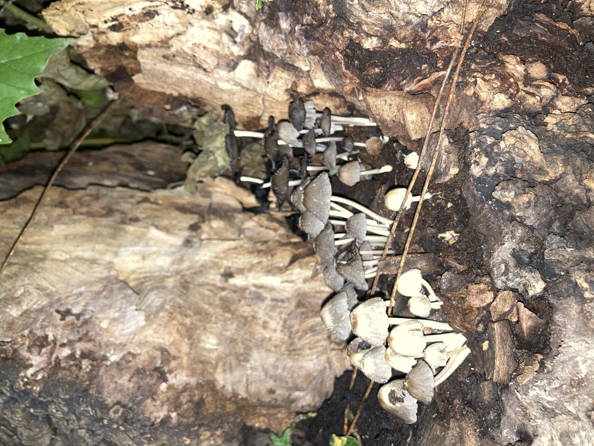 This close-up image presents a natural scene featuring a dense cluster of small mushrooms growing on and around a piece of decaying wood or a tree stump. The dominant colors are earthy browns, grays, and subtle greens.
The main subjects are numerous mushrooms, likely a species of inky cap (Coprinellus or similar), characterized by their slender, white stalks and caps that range in color from pale grey to light brown. Many of the caps have a conical or bell-like shape and appear textured, possibly with fine scales or residue. They emerge in groups from the crevices and surfaces of the dark, rough-textured wood. Some mushrooms in the upper left portion of the image appear darker, almost blackish, which could indicate a later stage of development or a different variety.
The decaying wood serves as the substrate, displaying intricate grain patterns, deep fissures, and areas of dark, rich organic matter. Its weathered appearance suggests a long period of decomposition. In the upper left corner, a vibrant green leaf from an unknown plant provides a splash of contrasting color, alongside some dried, brown leaf litter. Thin, brown, twig-like strands, possibly roots or dead vines, traverse parts of the wooden surface.
The lighting appears soft and diffused, suggesting the scene is in a shaded or overgrown area, conducive to fungal growth. The image captures a snapshot of the natural cycle of decay and new life within a forest or woodland environment. There are no people, animals, or visible text in the photograph.