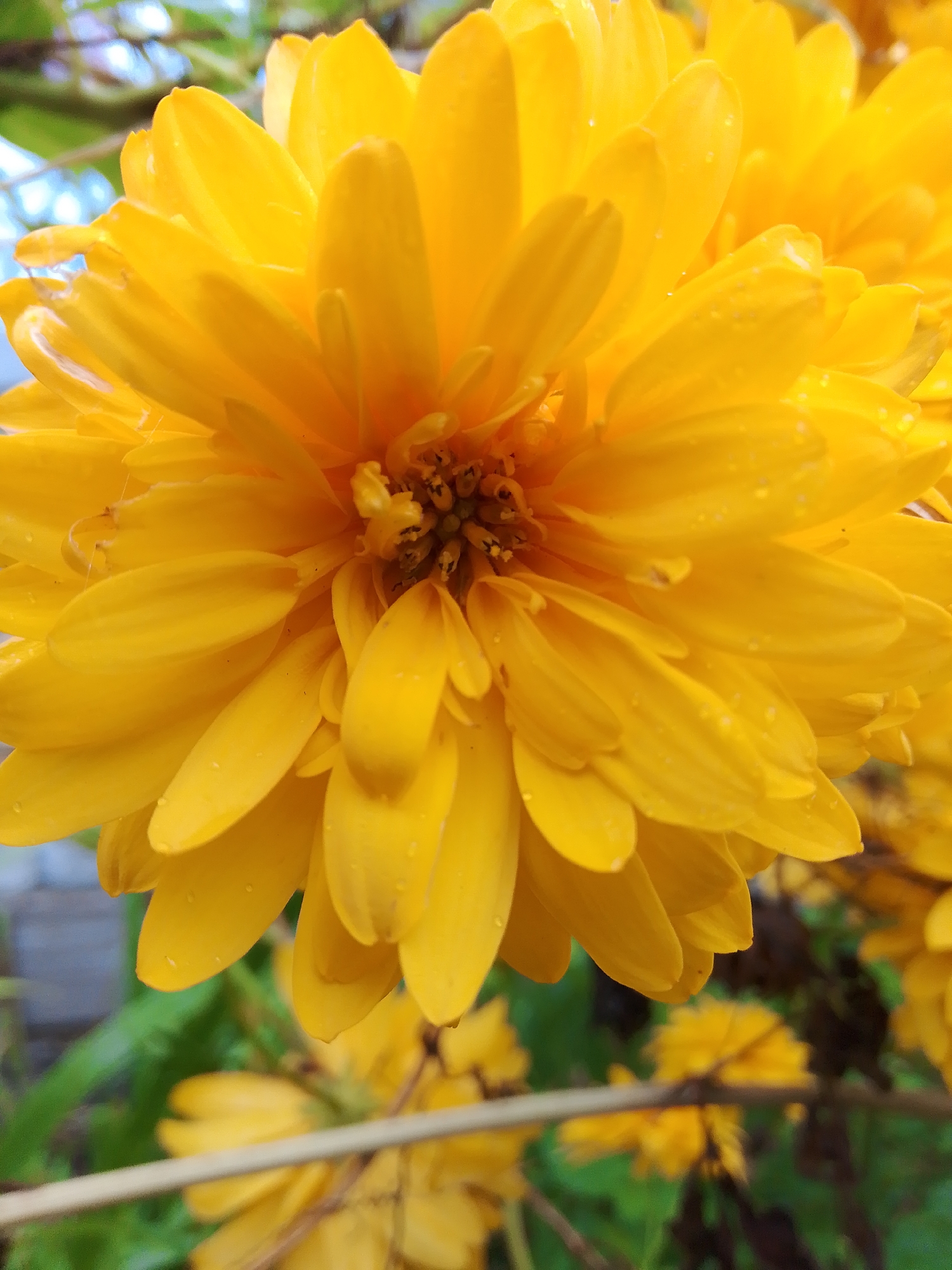 A close-up, eye-level, medium shot captures a bright yellow, double-petaled flower in full bloom. The flower is the dominant subject, filling most of the frame. Its numerous petals are tightly layered and slightly curved, creating a dense, textured appearance. Small water droplets are visible on some of the petals, suggesting recent rain or dew. The center of the flower is darker, with visible stamens. In the background, out-of-focus green foliage and hints of blue sky are visible, indicating an outdoor setting. The image appears to have been taken in a garden or natural environment, potentially in the city of Dobrograd, Russia, given the context. No people or specific actions are depicted.