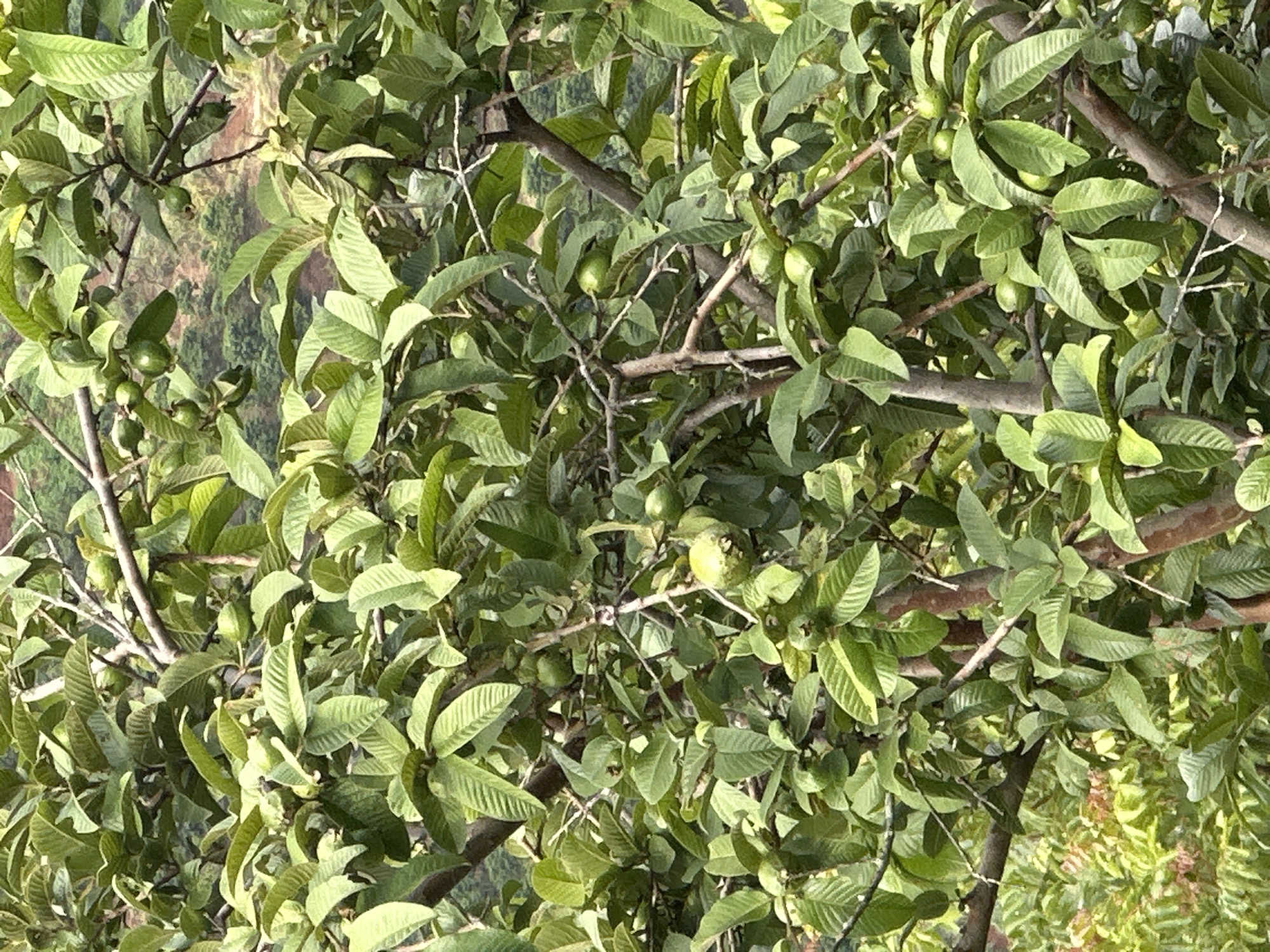 The image shows a close-up view of a guava tree with numerous green guavas and abundant green leaves. The branches of the tree are visible, some thicker and darker, others thinner and lighter, intertwined with the foliage. The guavas are small and round, some clustered together, while others are single. The leaves are oval-shaped with visible veins and are densely packed, creating a lush canopy.
The scene is outdoors, with dappled sunlight suggesting it could be daytime, possibly morning or afternoon, with the sun filtering through the leaves. The background is slightly out of focus, showing hints of more foliage and possibly a hillside or landscape, suggesting a natural or agricultural setting. The overall impression is of a healthy, fruit-bearing tree in its natural environment. There is no visible text in the image. The location context provided is Thôn 3, Vietnam, which aligns with the tropical appearance of the guava tree and its fruit.
