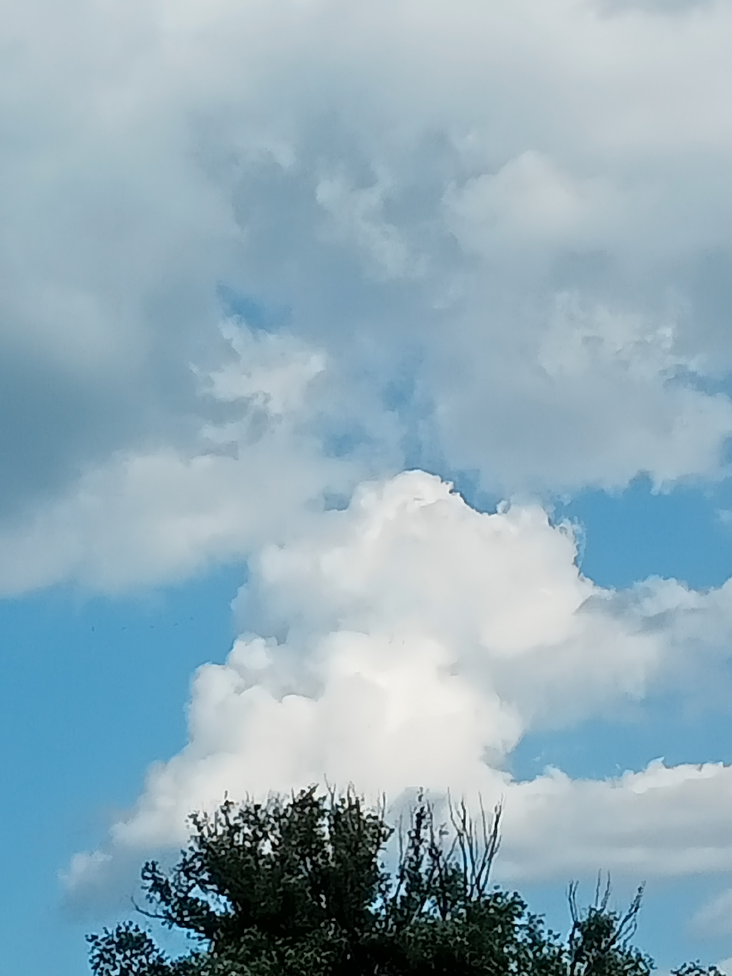 The image depicts a sky filled with white and gray clouds, with patches of blue sky visible. In the lower portion of the frame, the dark green foliage of trees with bare branches is visible against the sky. The scene appears to be an outdoor environment in Stavchyntsi, Ukraine. There are no people or animals present in the image, and no specific actions or interactions are captured. The focus is on the natural elements of the sky and trees.