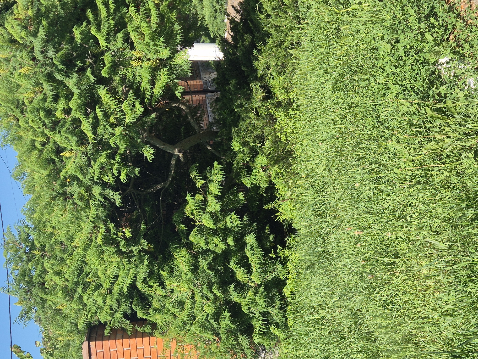 The image captures a densely vegetated outdoor scene, likely in the vicinity of Sozonivka, Ukraine, on a sunny day. In the foreground, tall, green grass fills the lower half of the frame, interspersed with smaller leafy plants. Behind the grass, a large, lush green tree with feathery leaves dominates the mid-ground and extends to the upper portion of the image. This tree has a visible trunk and branches, with some small yellow flower-like structures scattered among the foliage. To the left, a portion of a red brick wall is visible, suggesting the presence of a building. To the right of the tree, a white column and more brickwork are partially obscured by the foliage, indicating another structure. The overall impression is of a naturalistic setting with man-made elements integrated into the landscape. The sky, visible at the top, is clear and blue. There are no people or animals depicted in the image.