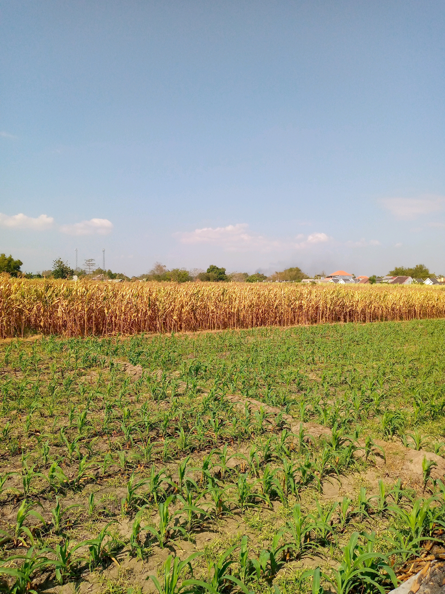 A vertical, eye-level shot captures a vast cornfield under a clear blue sky with a few white clouds. The foreground features a field of young, green corn plants, neatly arranged in rows on dry, earthy soil. In the middle ground, a second section of the field displays mature corn stalks, their leaves dry and yellow, indicating they are ready for harvest. Beyond the cornfield, a line of trees separates the agricultural land from a distant cluster of buildings, suggesting a residential area on the outskirts of Sumberwono, Indonesia. The image depicts a typical rural landscape, showcasing the growth stages of corn cultivation.