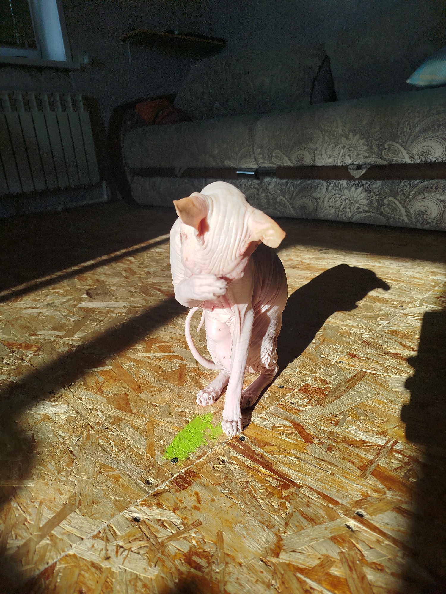 A Sphynx cat is pictured indoors, sitting on a wooden floor bathed in sunlight. The cat is pale pink with visible wrinkles and has its face partially obscured by its paw. A green mark is visible on the floor near the cat's front paws. In the background, a radiator and part of a sofa are visible. The image appears to be taken in an apartment or house in Zavodoukovsk, Russia, given the context provided.