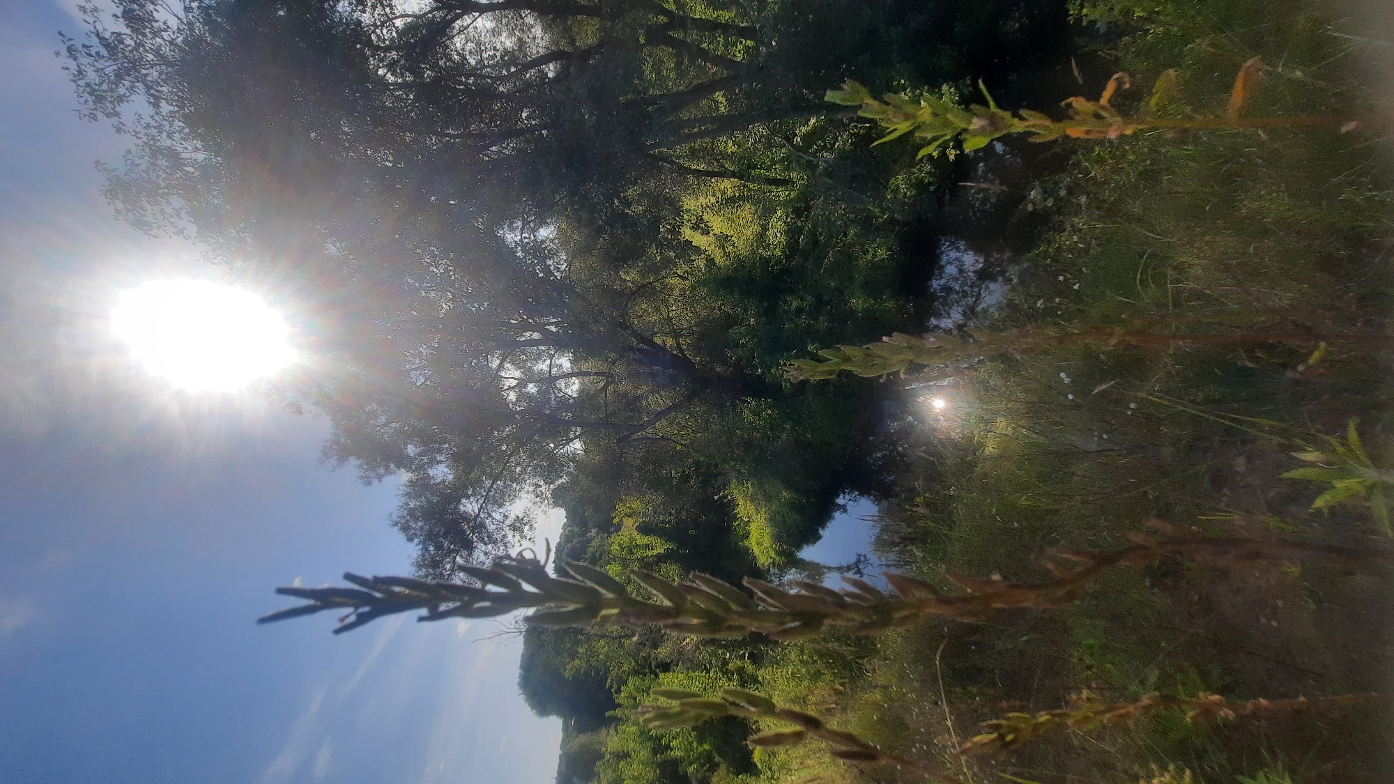The image depicts a natural scene with a body of water winding through dense greenery under a bright, sunlit sky. In the foreground, several tall, thin plants with seed heads are visible, appearing somewhat dried and brown at the tips. The water reflects the sunlight, creating a bright spot on its surface. Trees with full foliage form a dense backdrop, with sunlight filtering through their branches. The overall impression is one of a wild, uncultivated area, possibly a riverbank or a marshy section of a park. The location is identified as being in the city of Shklov, Belarus.