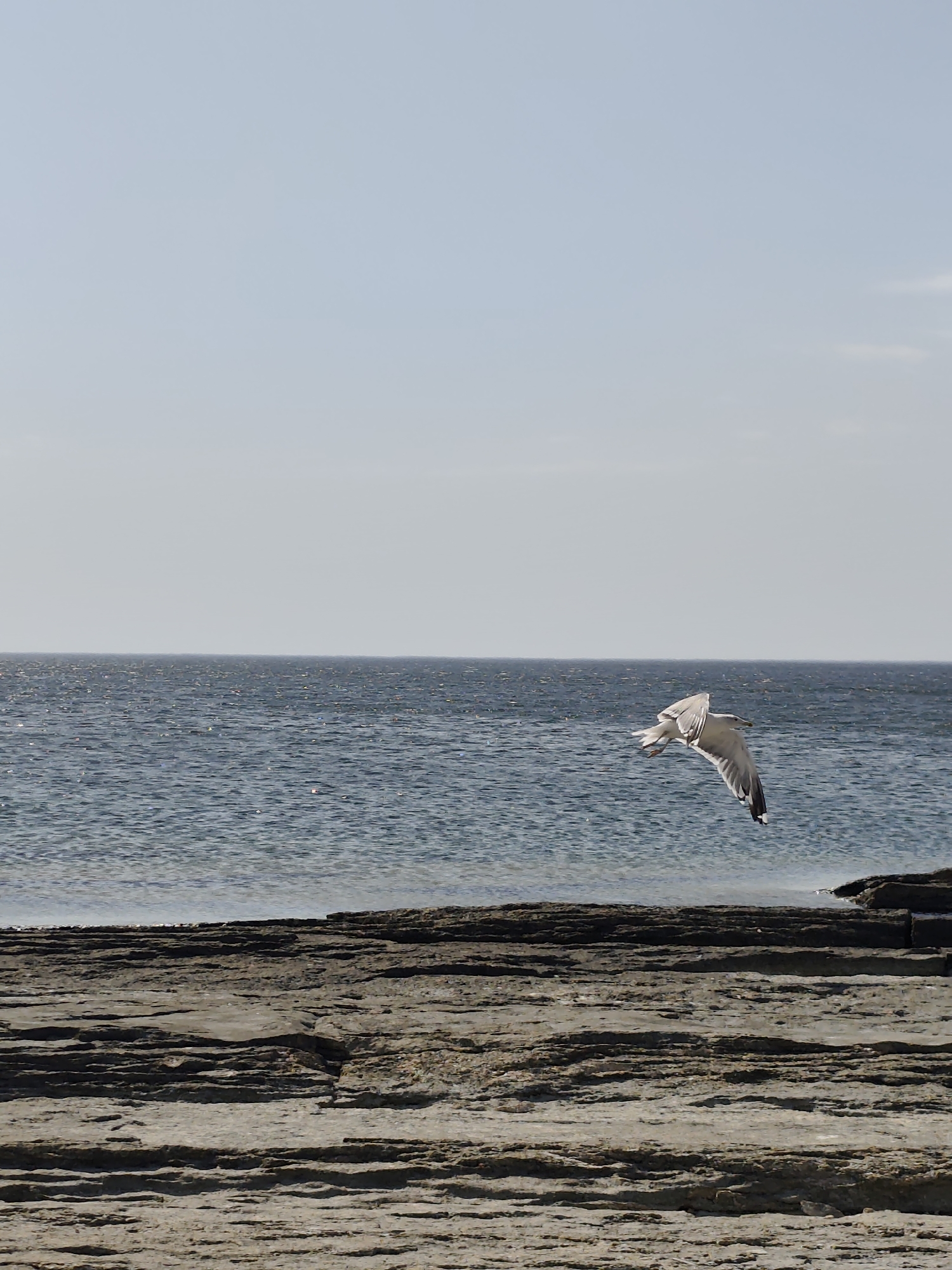 A single seagull flies over a rocky shoreline next to a calm body of water under a clear sky. The water appears to be the Caspian Sea. The shoreline is composed of layered, flat rock formations. The sky is a pale blue, with no visible clouds. The image captures a moment of natural beauty along the coast of Kazakhstan.