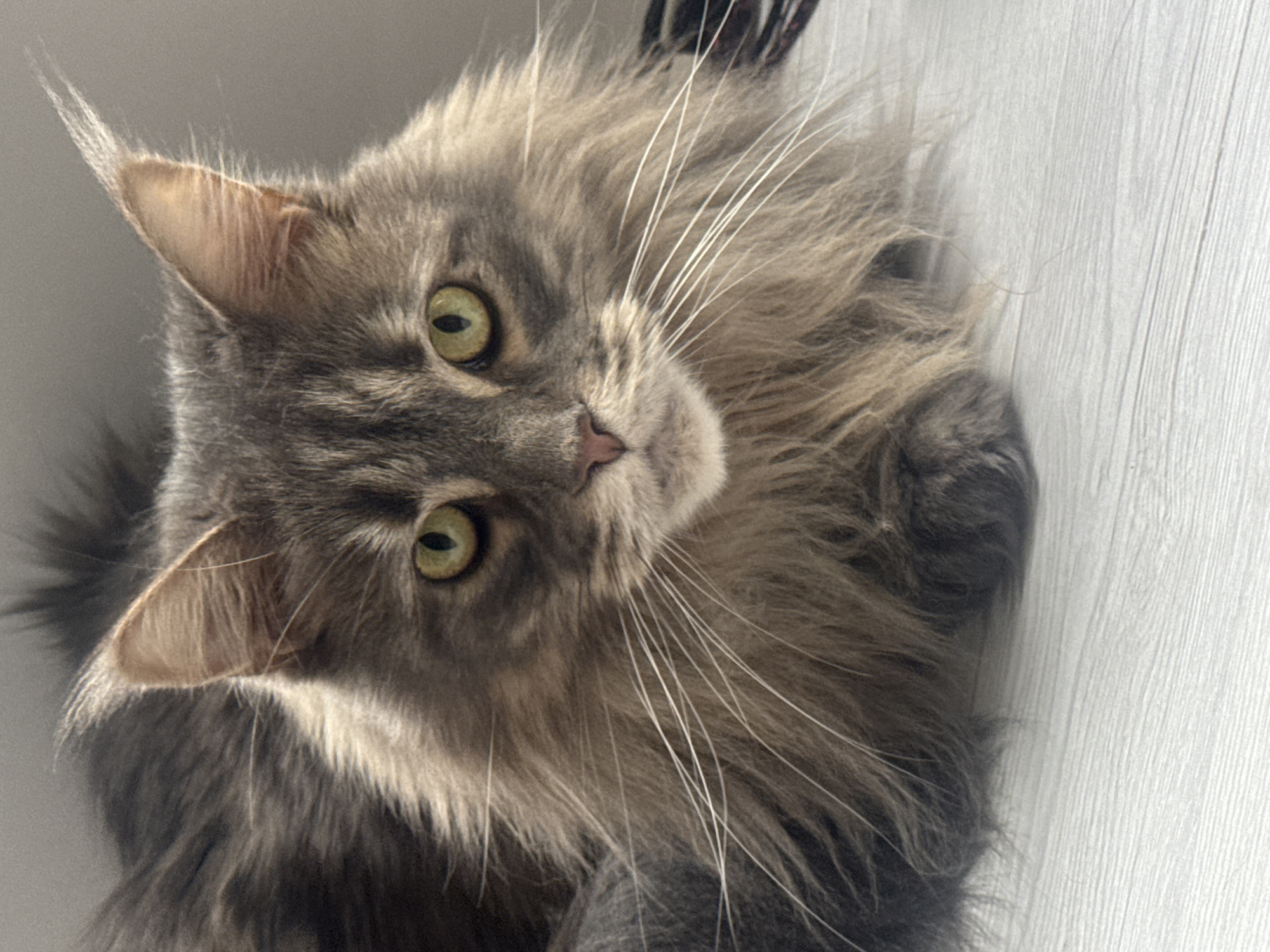 The image shows a close-up of a long-haired grey cat with green eyes. The cat is lying down on a light-colored wooden surface, likely a floor or table. The background is a plain, light grey wall. The cat's fur is fluffy and appears to be of a tabby or smoke pattern. Its whiskers are long and white. The lighting suggests an indoor environment, possibly in a home. There is no discernible location in Nizhny Novgorod, Russia, or any specific context that would allow for such a determination.