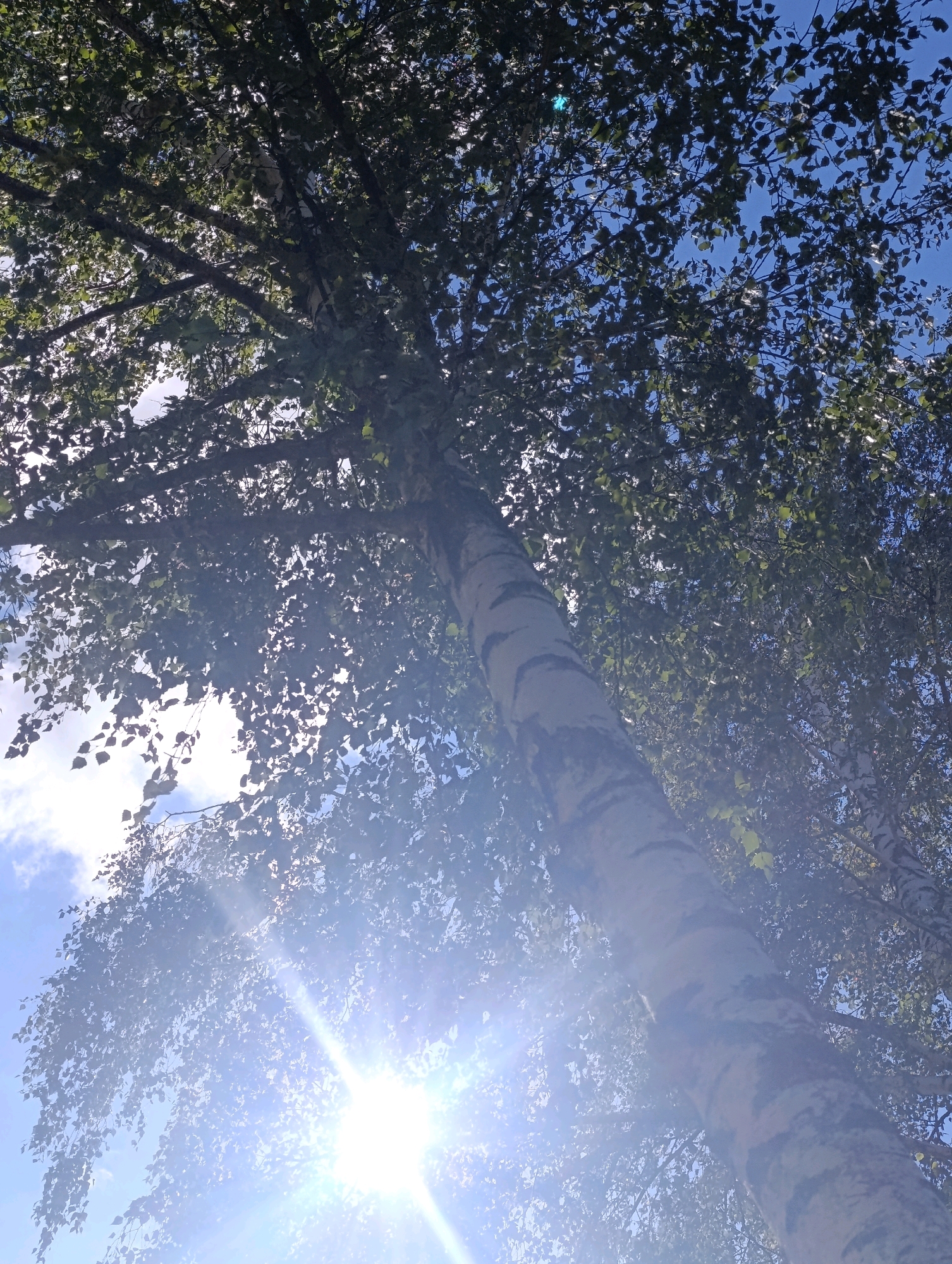 The image, taken from a low angle, showcases the canopy of a birch tree against a bright blue sky with scattered white clouds. The sun is shining intensely, creating a lens flare that obscures parts of the scene. The distinctive white and black bark of the birch tree trunk is prominent in the foreground, angled upwards. Numerous leaves, rendered in dark green and silhouetted by the bright light, form a dense layer above. The overall impression is one of a sunny day, with the camera positioned directly beneath a large tree, looking upwards. The location in Bila Tserkva, Ukraine, suggests this is an outdoor scene, likely in a park or a residential area with mature trees.