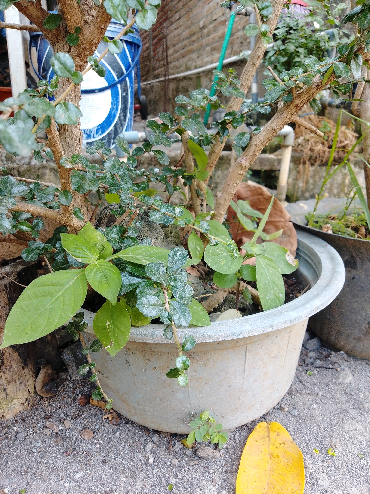 The image depicts an outdoor scene in Cikal, Indonesia, featuring a potted plant with woody branches and small green leaves. The plant is in a light-colored, circular pot, which sits on a gravelly surface. To the left of the pot, a section of a weathered wooden post is visible. In the background, out of focus, are elements such as a blue and white cylindrical object, a brick wall, and other greenery. A single, large yellow leaf rests on the gravel in the foreground, to the right of the pot. The lighting suggests it is daytime.