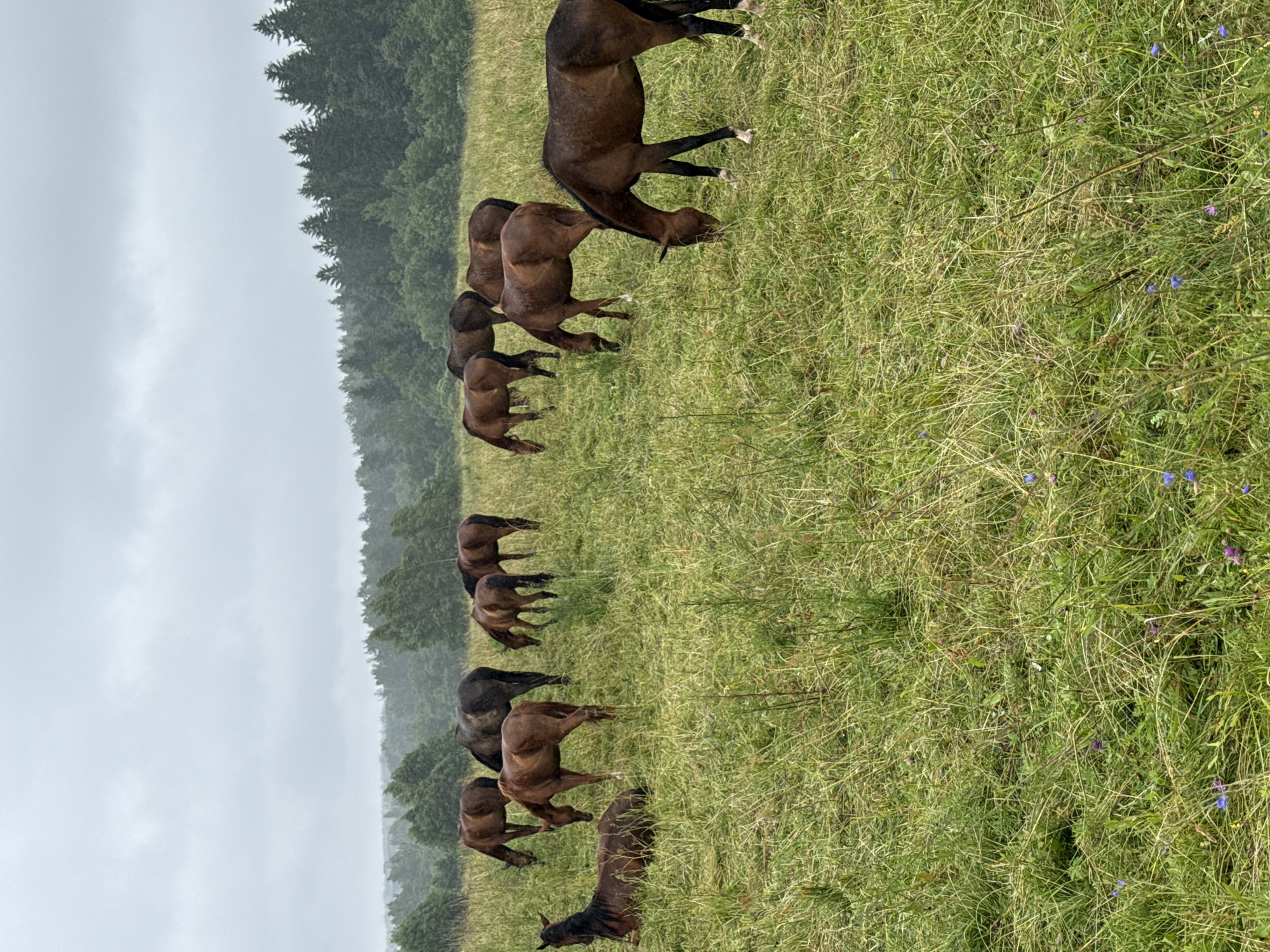 In Galinė, Lithuania, a herd of horses grazes in a large, open field under a cloudy sky. One horse lies down in the foreground, while others stand and graze on the lush green grass. A dense forest borders the field in the background, with trees of varying shades of green. The overall scene depicts a tranquil, natural setting.