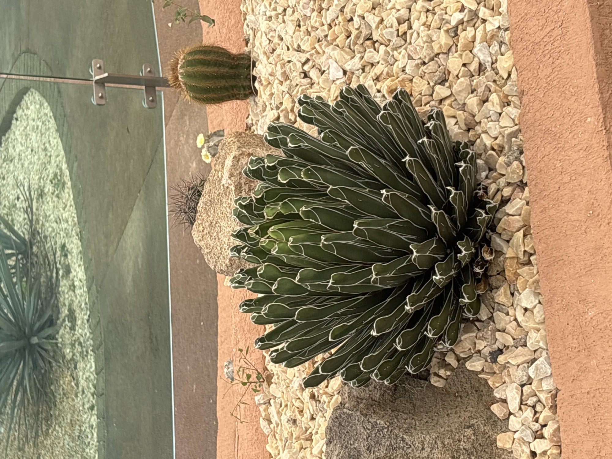 The image shows a close-up of desert flora in Tehuixtla, Mexico. A large, symmetrical agave plant with dark green leaves edged with white stripes dominates the center, surrounded by small, light-colored gravel. Adjacent to the agave are several rocks of varying sizes. In the background, other cacti are visible. One is cylindrical and ribbed, another is smaller and spiky. The plants are positioned near a glass barrier. An orange painted wall is visible in the right side of the frame.