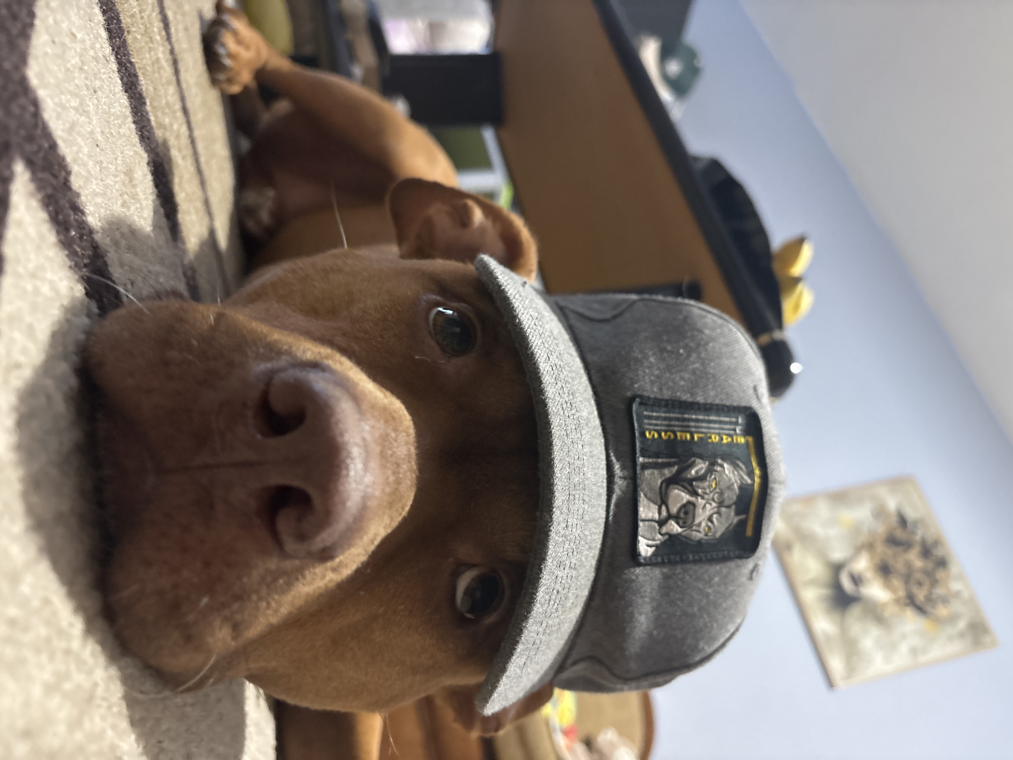 A close-up, vertically oriented photograph features a reddish-brown, short-haired dog, resembling a Pitbull or similar breed, lying on its side and gazing directly at the camera. The dog has large, dark eyes and a moist, dark nose. It wears a gray baseball cap with a flat brim, tilted slightly over its head. Adorning the front of the cap is a black rectangular patch with a stylized white or silver animal head, possibly a wolf or fox, against a yellow backdrop. Above the animal's head, partially visible and upside down, is the text "WSSRLD", and below it, the word "WILD" might be discerned.
The dog is positioned on a textured rug or carpet, characterized by prominent light and dark brown vertical stripes. The background is blurred, showing a light blue wall or ceiling in the upper right. To the left, indistinct brown furniture, such as a table or cabinet, is partially visible, along with some soft yellow objects. Further back on the wall, a framed picture or canvas displays an abstract animal head in muted yellow, brown, and white tones.
The scene takes place indoors, likely within a home, bathed in soft, ambient daylight. The dog's expression is one of curiosity and calm, contributing to a relaxed and playful atmosphere. This moment is captured in Sofia, Bulgaria.