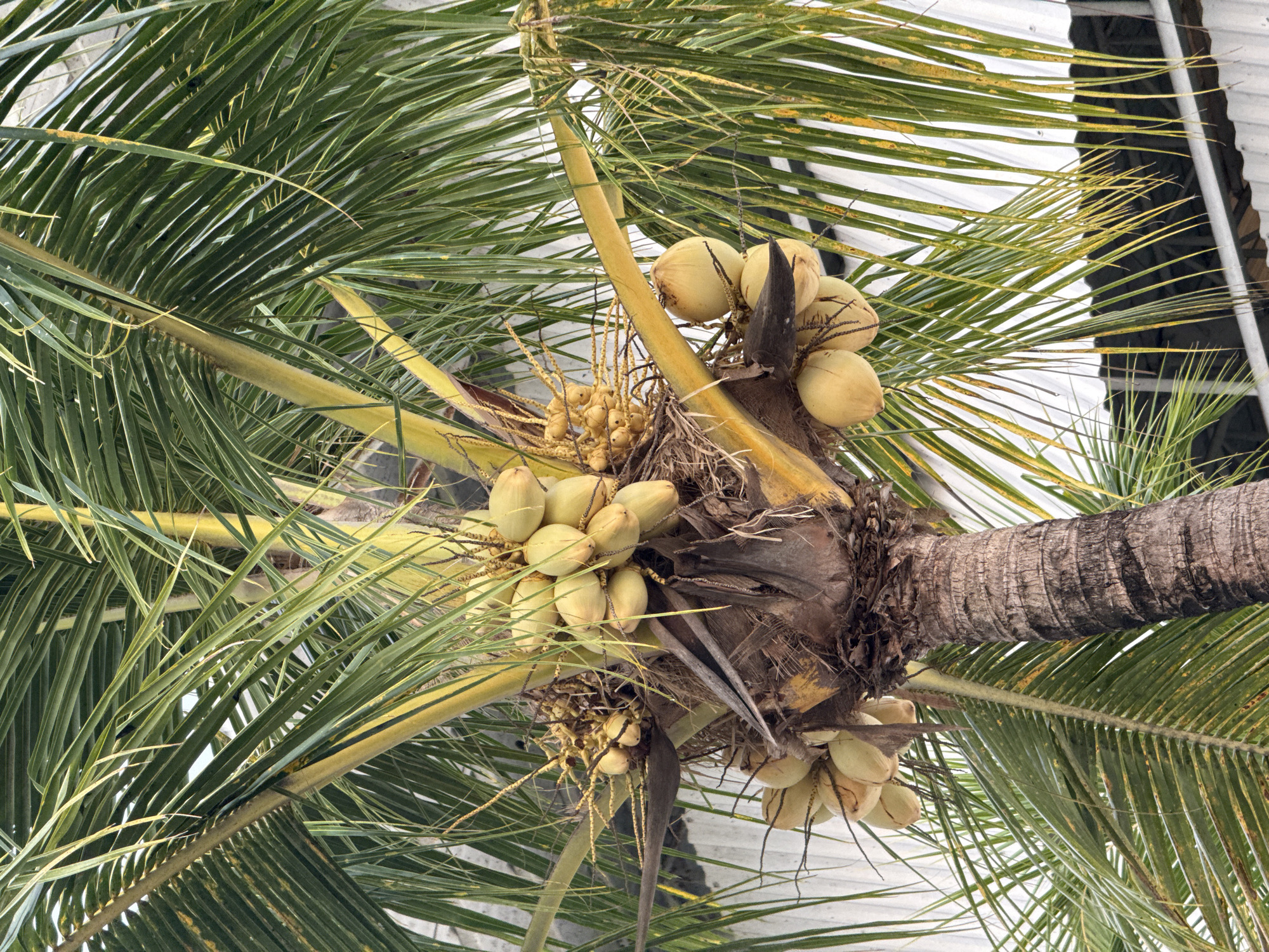 A low-angle shot of a coconut palm tree shows clusters of young, pale yellow coconuts sprouting from the tree's crown. The palm fronds, a vibrant green with yellow tinges, fan out around the coconuts, partially obscuring a white, corrugated metal structure in the background. The tree trunk, textured with a crosshatch pattern, extends horizontally across the frame. The location appears to be Canggu, Indonesia, based on the tropical vegetation and architectural style.