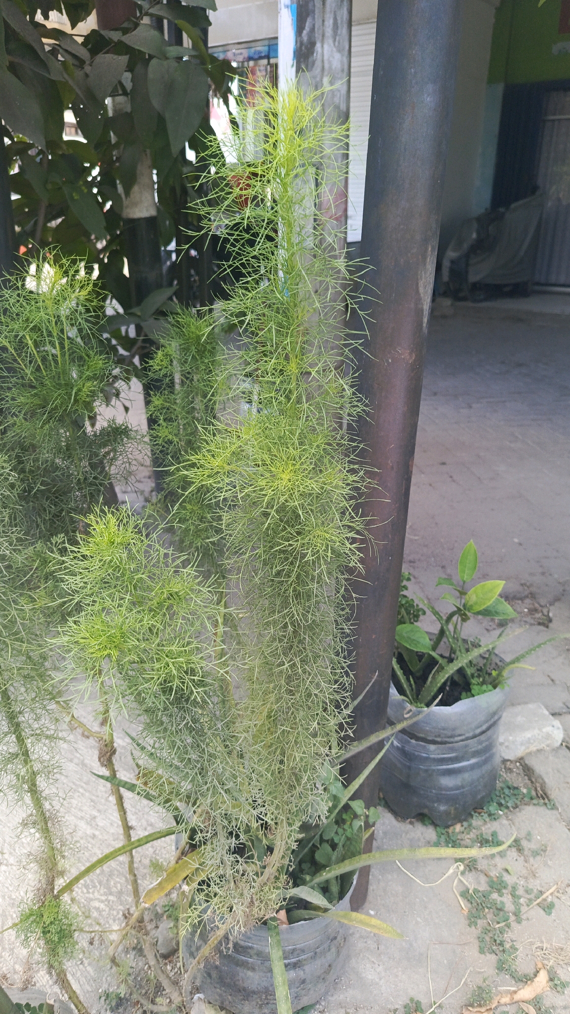 In the city of Ronowijayan, Indonesia, an outdoor scene features a dark, cylindrical pole standing vertically. To its left, a plant with feathery, bright green foliage is prominent, growing from a dark pot. This plant has a wispy, delicate appearance. To the right of the pole, a smaller potted plant, possibly an aloe vera, is visible with green, succulent leaves. The ground is a mix of concrete and dirt, with some scattered dry leaves and small green weeds. In the background, a building with a white shutter and some signage is partially visible, along with a dark tarp covering an unseen object. The overall environment suggests an urban or semi-urban outdoor setting.