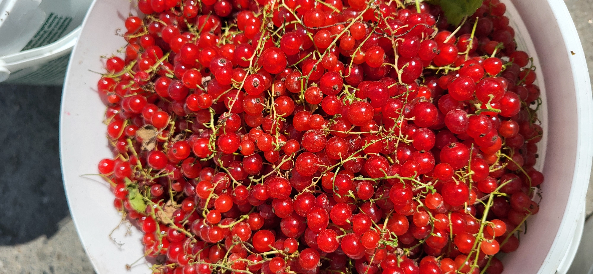 A high-angle, close-up shot shows a large pile of ripe red currants in a white bucket. The currants are attached to their stems, creating a textured and abundant display. The background is blurred, but appears to be outdoors, with hints of concrete and a white bucket in the distance. The lighting suggests it is daytime. There are no people or animals visible in the image. The scene is likely a garden or outdoor market in Taldykorgan, Kazakhstan, where fresh produce is being gathered or sold.