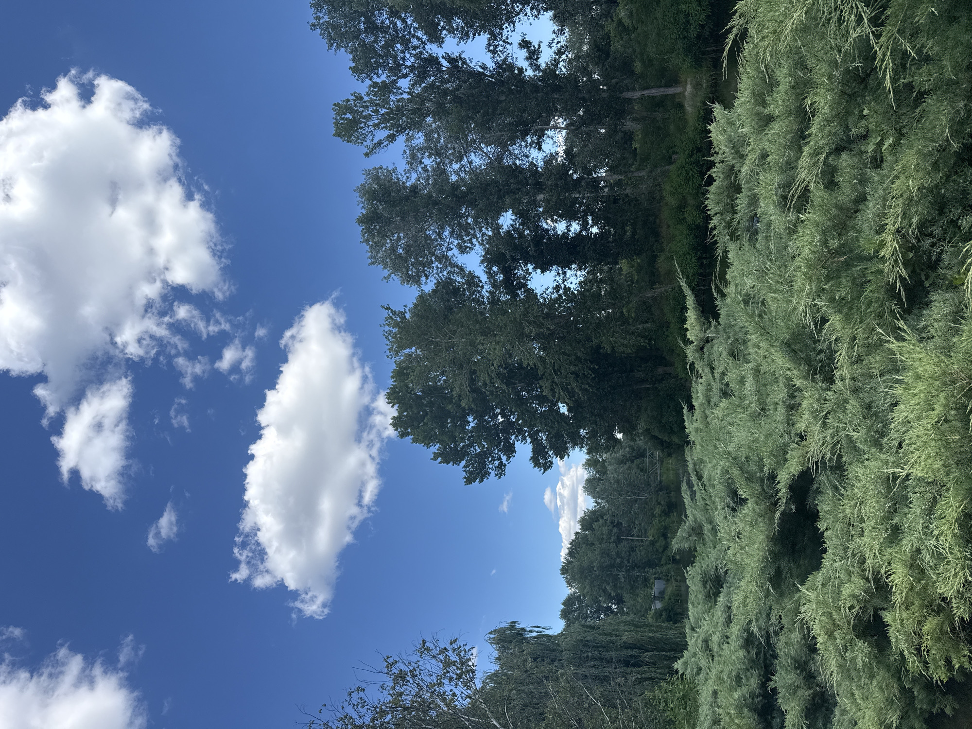 This media file captures an outdoor scene with a clear blue sky and scattered white clouds. The lower portion of the image is dominated by lush green foliage from trees and bushes, creating a dense natural environment. On the right side, a large, textured evergreen bush with delicate, wispy branches takes center stage. To the left and in the background, taller trees with fuller canopies are visible, interspersed with the sky. The image appears to be taken on a bright, sunny day, likely during daylight hours, given the clear sky and the vibrant colors. There are no people or discernible objects that would suggest a specific activity, other than a general depiction of a natural landscape. The scene conveys a sense of peacefulness and the beauty of nature. Location cues are limited to the provided context of Obukhivka, Ukraine, which suggests a temperate climate where such vegetation would be common. There is no visible text in the image.