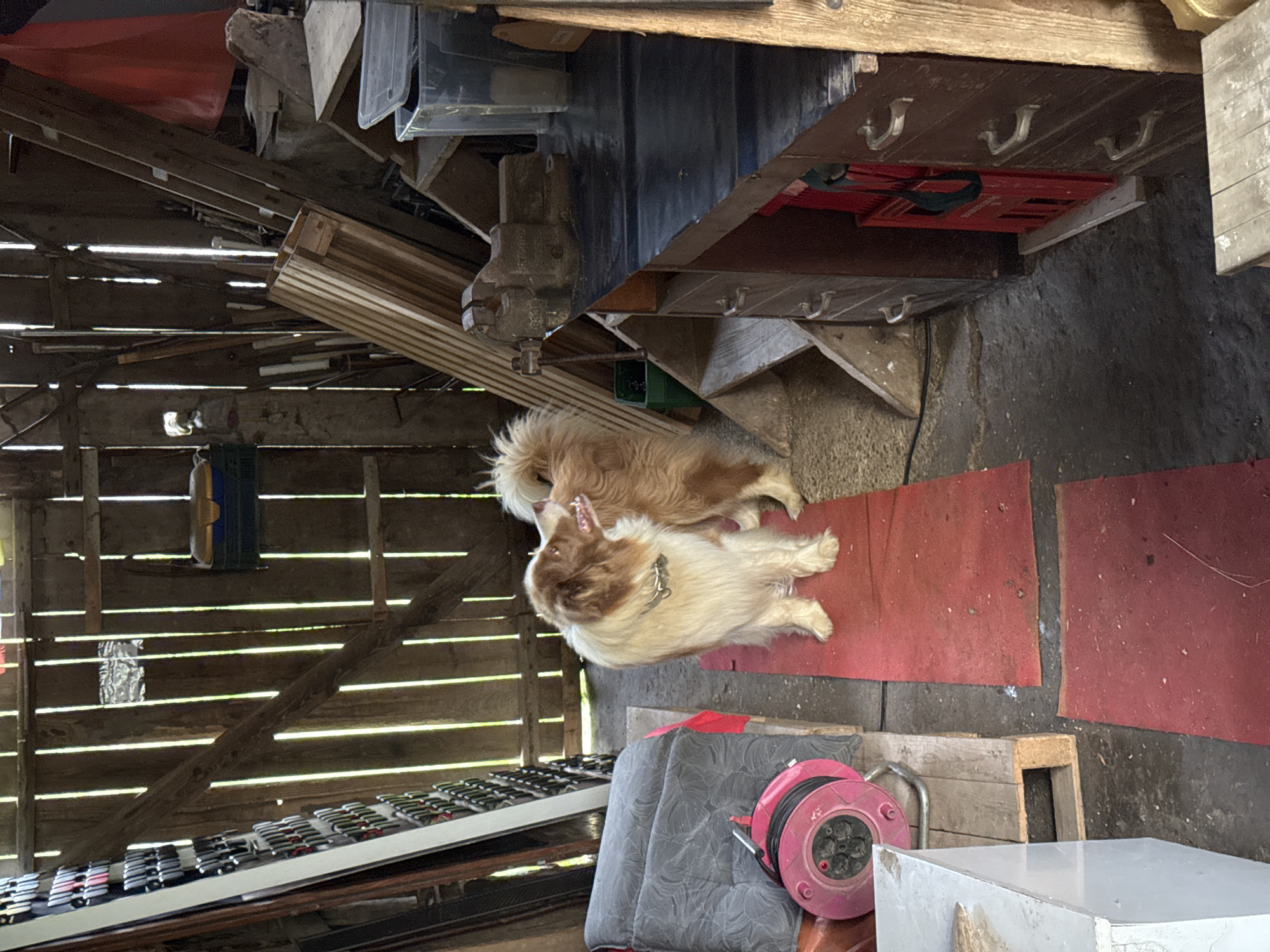 The image depicts the interior of a rustic wooden structure, possibly a barn or workshop, located in an unspecified urban setting. Sunlight streams through the vertical wooden planks of the walls, creating a play of light and shadow. In the foreground, two dogs, one predominantly white with brown markings and the other a lighter brown, stand on red mats. The white and brown dog on the left is facing left, with its mouth slightly open and its tongue visible. The other dog, mostly obscured from view, stands to the right.
The environment is cluttered with various items. To the left, a grey cushion is propped against a wooden surface, with a pink electric cord reel resting on a wooden pallet below it. Further to the left, a tall rack filled with items is visible against the wall. In the mid-ground, a workbench with drawers and a vice is present. Various wooden planks and tools are stacked around this area. A red plastic crate is seen attached to the side of the workbench. In the background, more wooden structures and indistinct objects are visible, with the exterior light filtering in. The floor is a rough, grey surface.