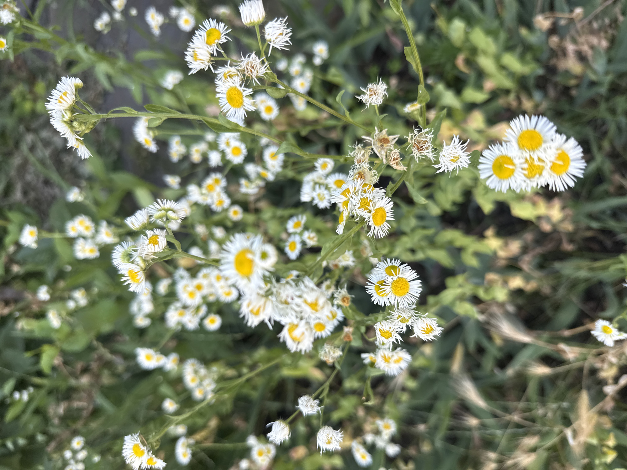 This is a close-up, high-angle shot of a patch of daisy-like wildflowers, likely in an uncultivated area of Kyiv, Ukraine. The flowers are predominantly white with yellow centers and are clustered together on green stems, some of which are thin and delicate. The background is a soft blur of green foliage, suggesting a natural setting such as a park, meadow, or a less manicured urban green space. There are no people or man-made structures clearly visible, and the focus is entirely on the botanical subject. The lighting appears to be natural, possibly from overcast skies or diffused sunlight, as there are no harsh shadows. Some of the flowers appear to be in bloom, while others show signs of wilting or drying.