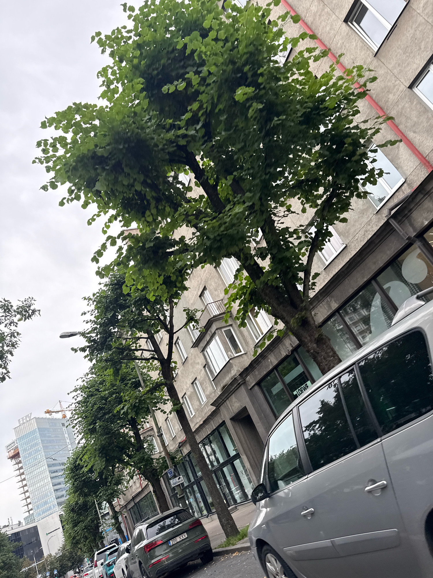 The image shows a street scene in Tallinn, Estonia, on an overcast day. A line of trees with lush green foliage lines a sidewalk. Behind the trees, an apartment building with a grey facade and white-framed windows is visible. Some of the windows have balconies. Further down the street, a modern glass skyscraper with a crane nearby stands against the cloudy sky. In the foreground, a silver minivan is parked on the street, and another car, a dark grey SUV with license plate "200 XXV", is parked behind it. The street is paved, and there are streetlights visible. The overall impression is a typical urban street with a mix of older and newer architecture.