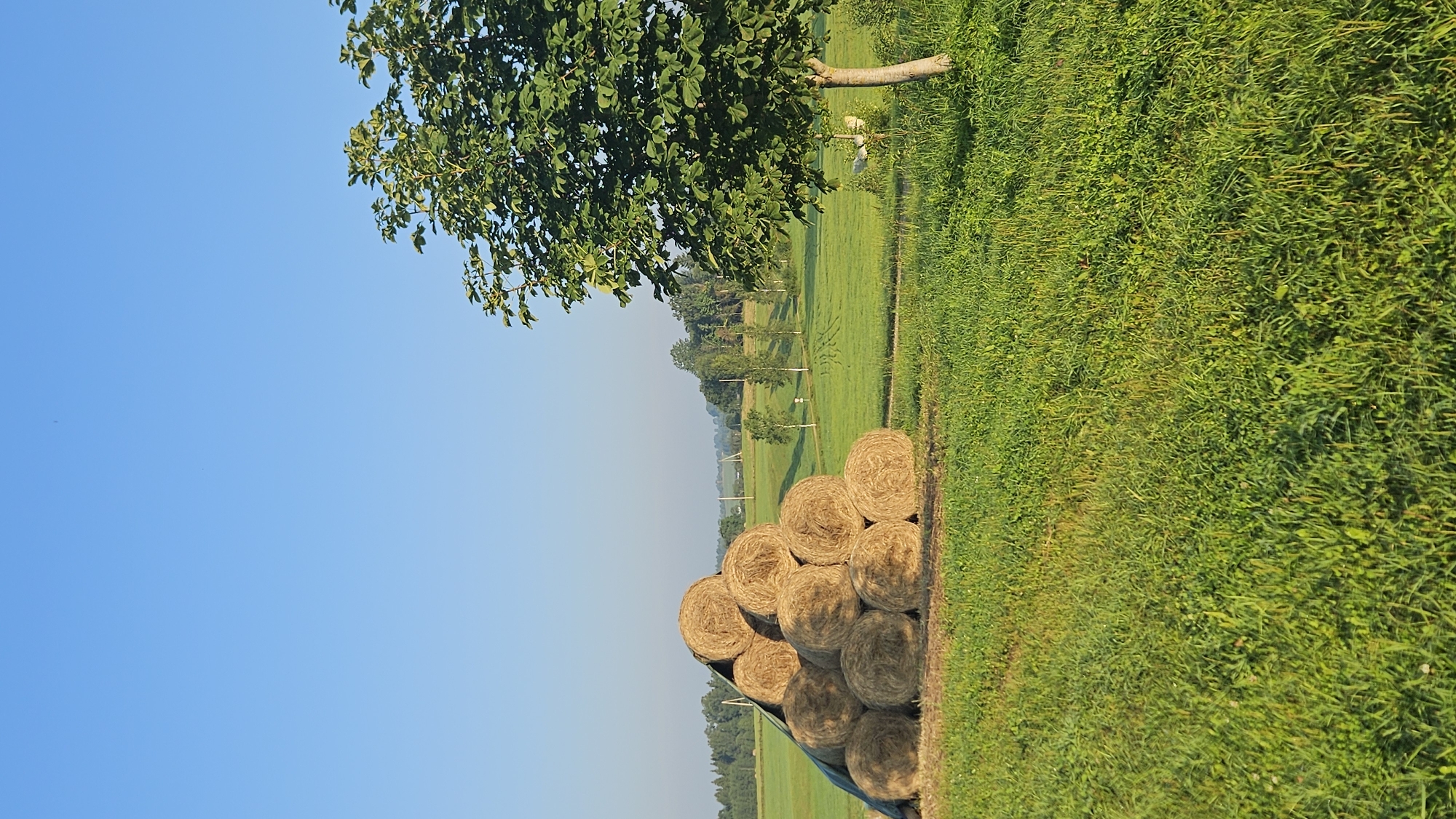 In Kapūņi, Latvia, on a clear, bright day, a pyramidal stack of hay bales is situated in a verdant, grassy field. The bales are covered with a green tarp on the left side. To the right of the hay bales, a solitary tree with lush green foliage stands prominently. The background reveals a gently rolling landscape with more fields, scattered trees, and what appear to be power lines. The sky is a clear, uninterrupted blue.