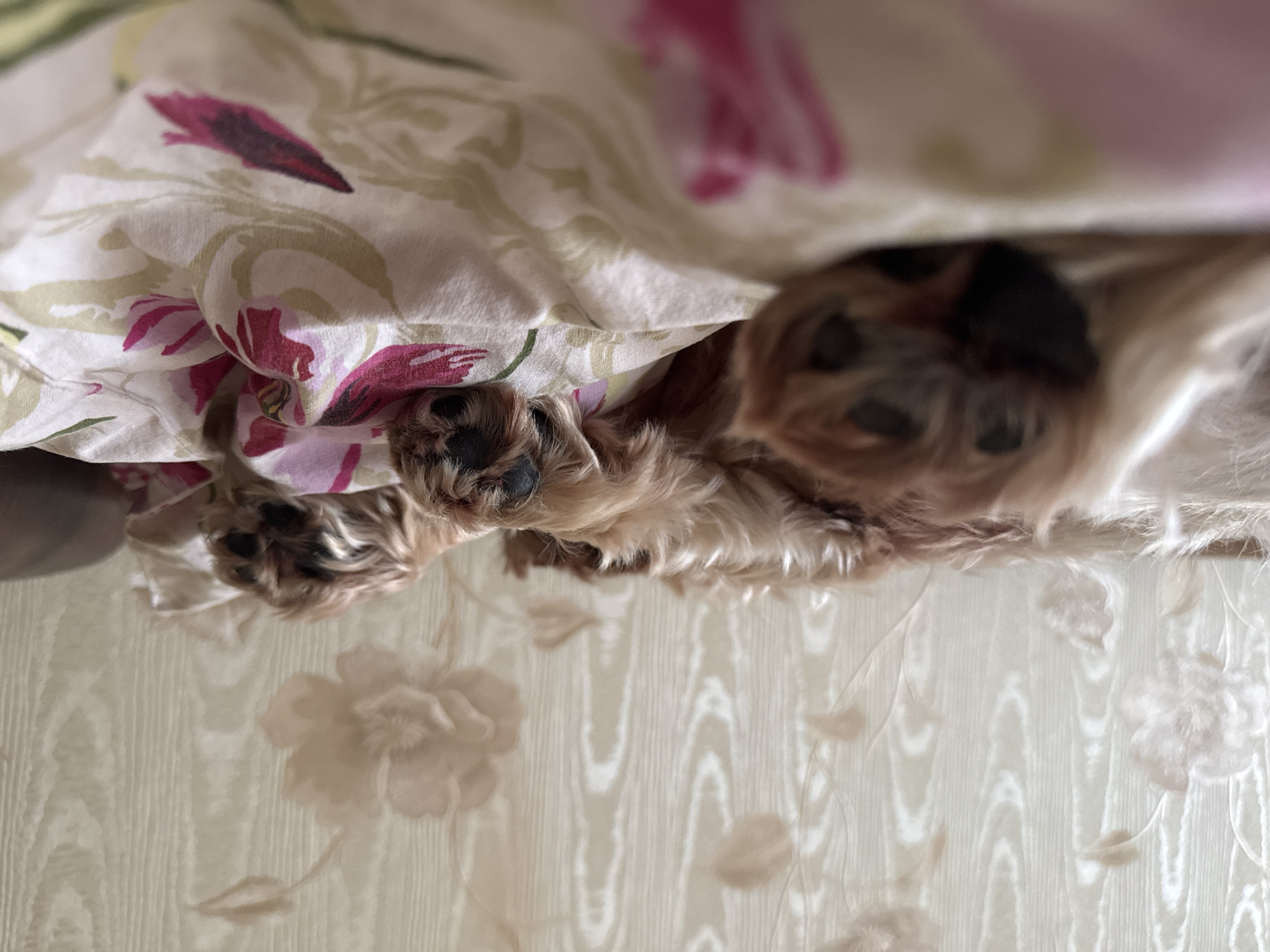 An indoor scene in Dmitrov, Russia, captures a small, light-brown, long-haired dog lying on its back or side on a bed. The dog's body is covered in shaggy, light-brown fur. All four paws are visible, exhibiting black paw pads, with two paws in the foreground slightly out of focus. The dog rests on a white fabric patterned with distinct magenta and pink flowers and subtle green leaves. The background consists of a wall covered in light beige wallpaper featuring a faint vertical wood-grain texture overlaid with larger, indistinct light brown floral designs.