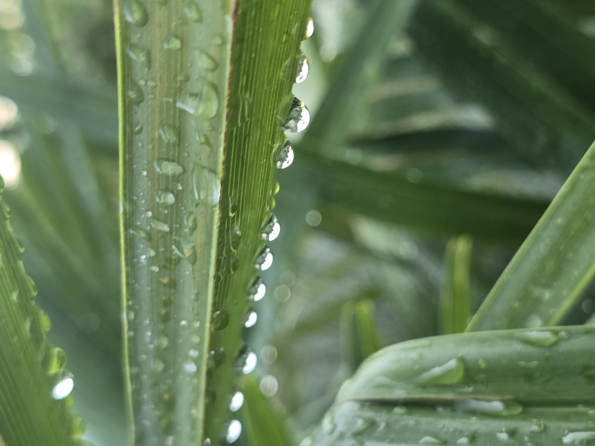 A close-up, eye-level shot captures water droplets clinging to the edge of a green leaf, with more droplets scattered across its surface. The leaf is positioned horizontally in the foreground, with its ribbed texture clearly visible. Several of the droplets at the leaf's edge are large and appear to be about to fall, reflecting the blurry green background. Other leaves, also wet, are visible in the foreground and background, creating a soft, out-of-focus bokeh effect. The scene suggests a natural, outdoor environment after rainfall.