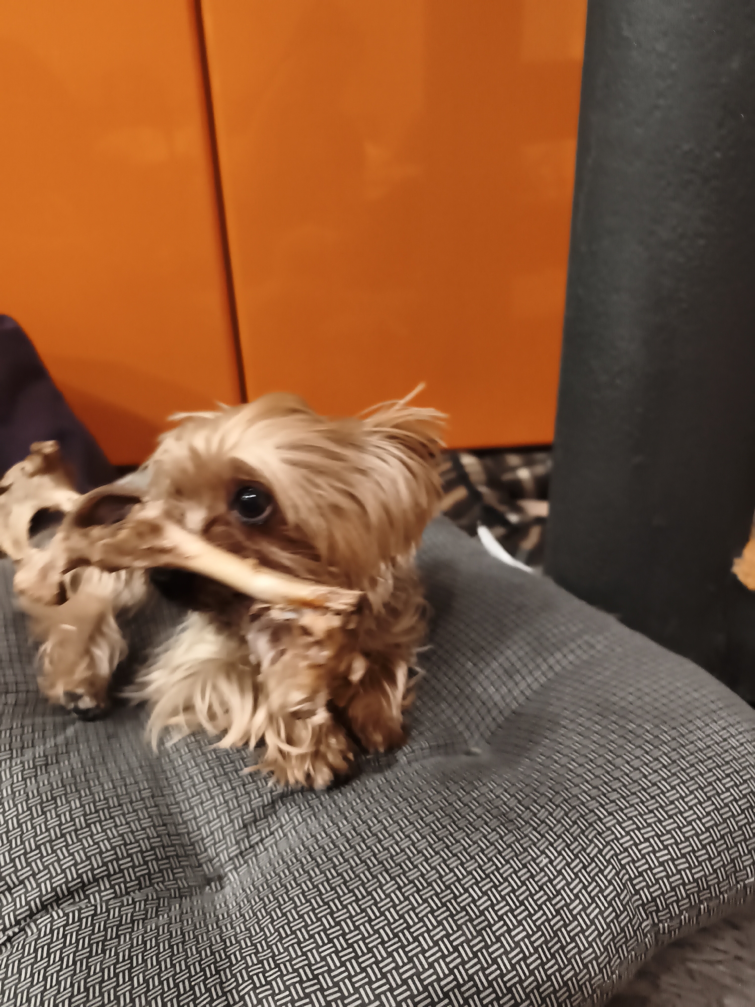 A small, long-haired dog is holding a bone in its mouth, while sitting on a grey cushion. An orange cabinet is in the background. The location in Burgas, Bulgaria is not discernible from the image.