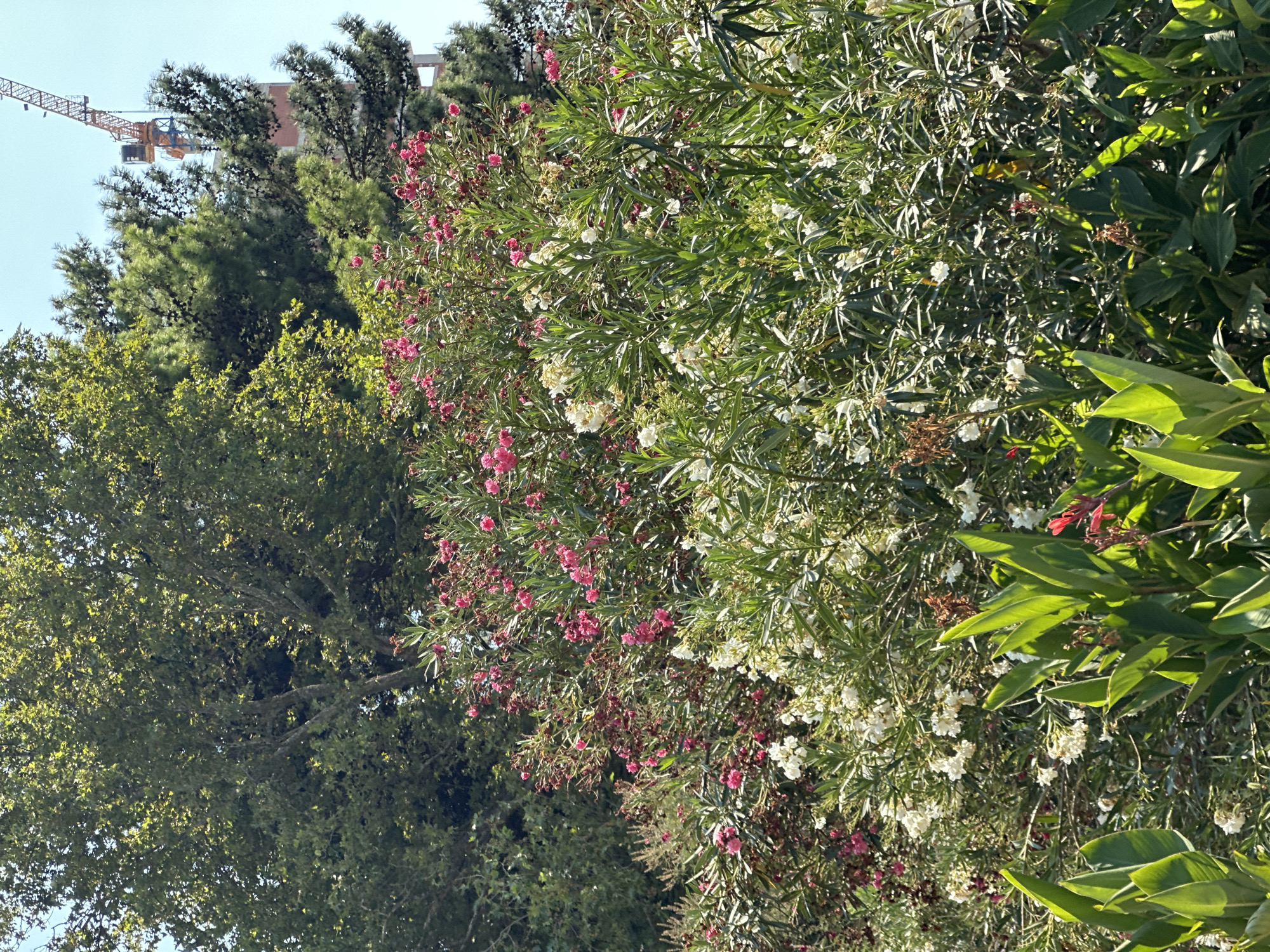 The image captures a vibrant scene in Budva, Montenegro, with lush greenery dominating the foreground and midground. A large, leafy tree with a sturdy trunk is visible at the top left. Beneath it, a dense bush bursts with pink and white oleander flowers, interspersed with the dark green foliage of pine trees. In the background, a construction crane rises against a clear blue sky, hinting at ongoing development within the city. The sunlight casts a warm glow on the foliage, highlighting the textures and colors of the natural elements. The scene suggests a blend of nature and urban progress in a Mediterranean setting.