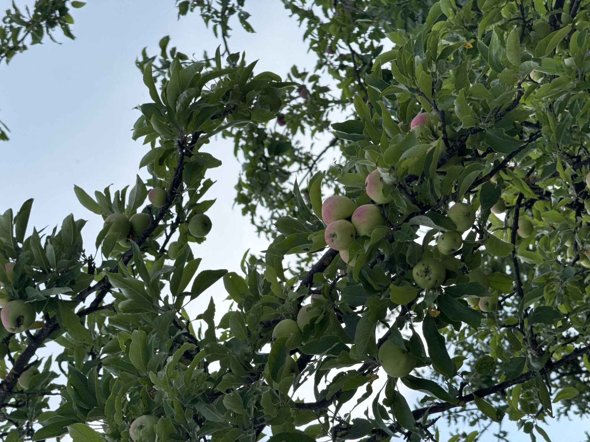 This is a vertical, medium shot photograph of an apple tree laden with unripe apples in Radanovići, Montenegro. The branches of the tree are dark brown and rough, covered in lush green leaves. Many green apples, some with a blush of pink or red, are visible amongst the foliage. The sky, a pale blue, is visible through the branches and leaves, suggesting an overcast or hazy day. The image appears to be taken from below, looking up into the tree. There are no people or animals present in the frame.