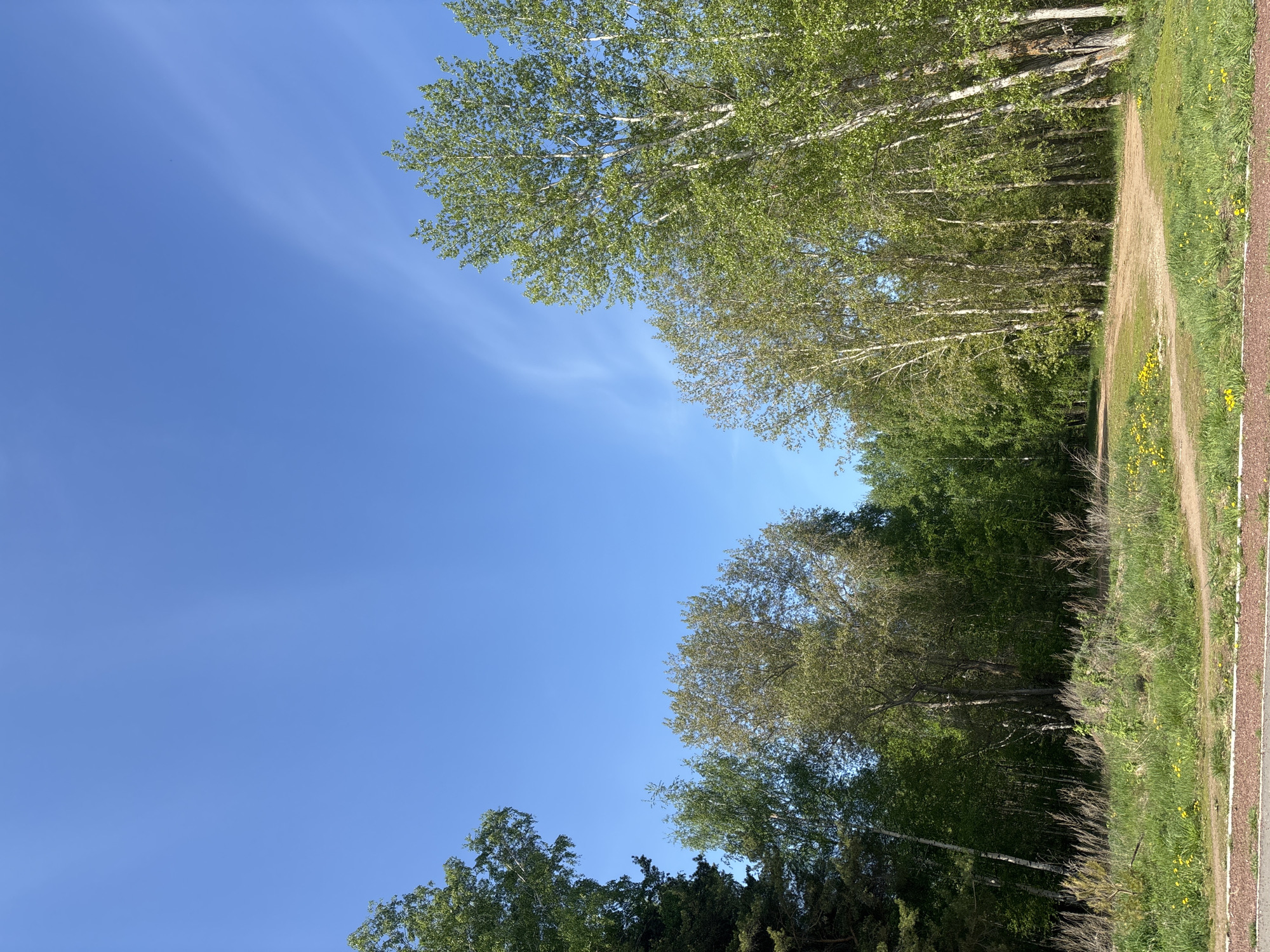 The image shows a dirt path bordered by green grass and vegetation, with trees lining one side of the path. The trees appear to be birch, judging by the white bark visible in some of the trunks. Overhead, the sky is a clear blue. The location is consistent with a natural area or park within or near the city of Chaikovsky, Russia.
