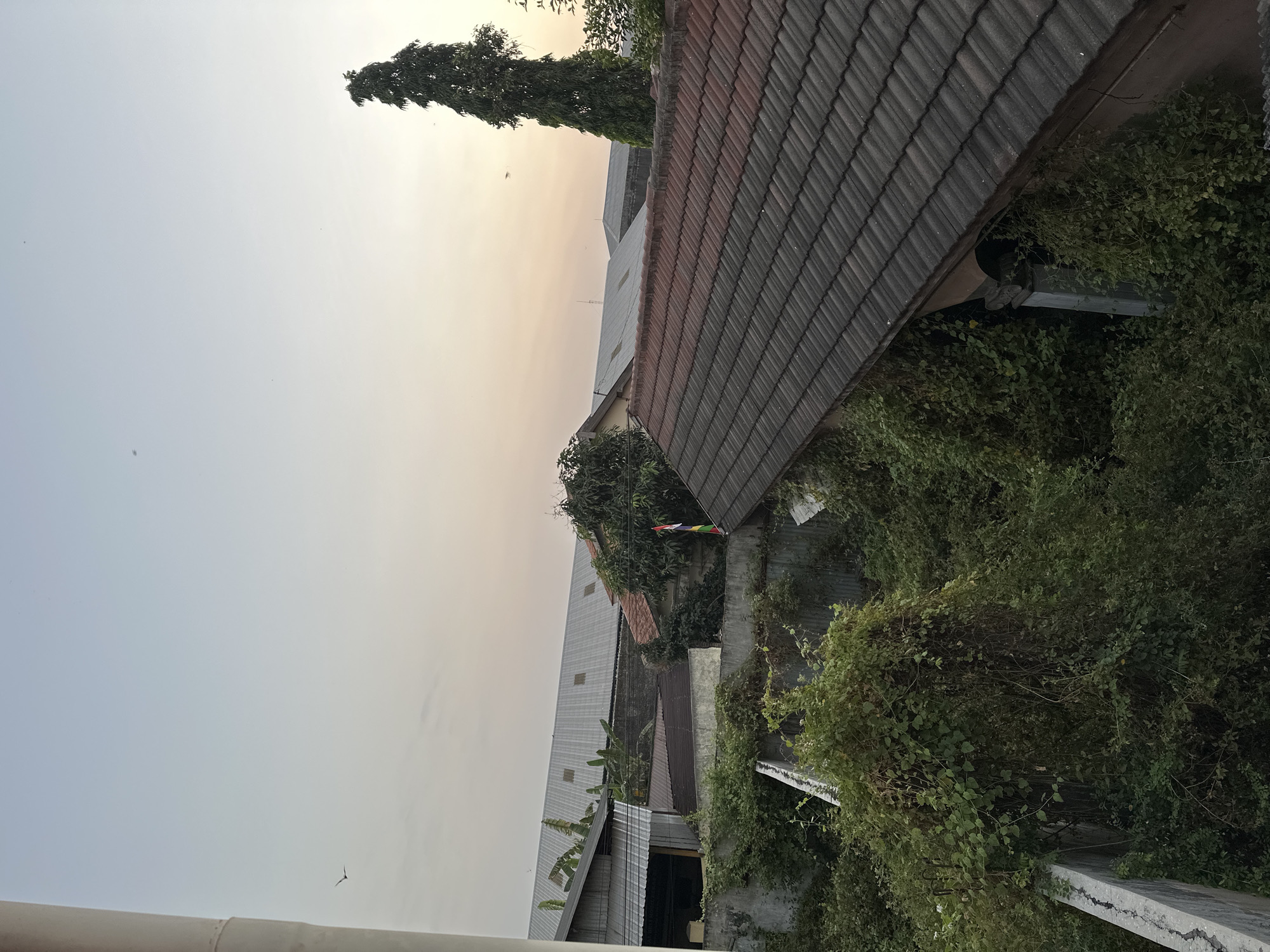 This image captures a view of rooftops and overgrown vegetation against a pale sky, likely at dawn or dusk, in Bulakrejo, Indonesia. The foreground is dominated by a sloping tiled roof, a mix of reddish-brown and dark gray tiles. To the left, a concrete structure and abundant green foliage, including vines and bushes, extend upwards, partially obscuring other structures.
Behind the foreground roof, several buildings are visible. One appears to be a large, industrial-style building with a corrugated metal roof, its expanse stretching across the mid-ground. Adjacent to this, a smaller building with a dark, possibly metal roof, is partly visible. Further back, other rooftops are discernible, some with lighter-colored tiles. A tall, slender tree with dense foliage stands to the right of the industrial building, reaching towards the sky. A small flag, displaying horizontal stripes of red, white, and blue, is attached to a pole near a tree. The sky is a soft gradient of light blue and pale yellow, with a few faint specks that could be birds or insects. The overall impression is one of urban sprawl with pockets of unchecked natural growth.