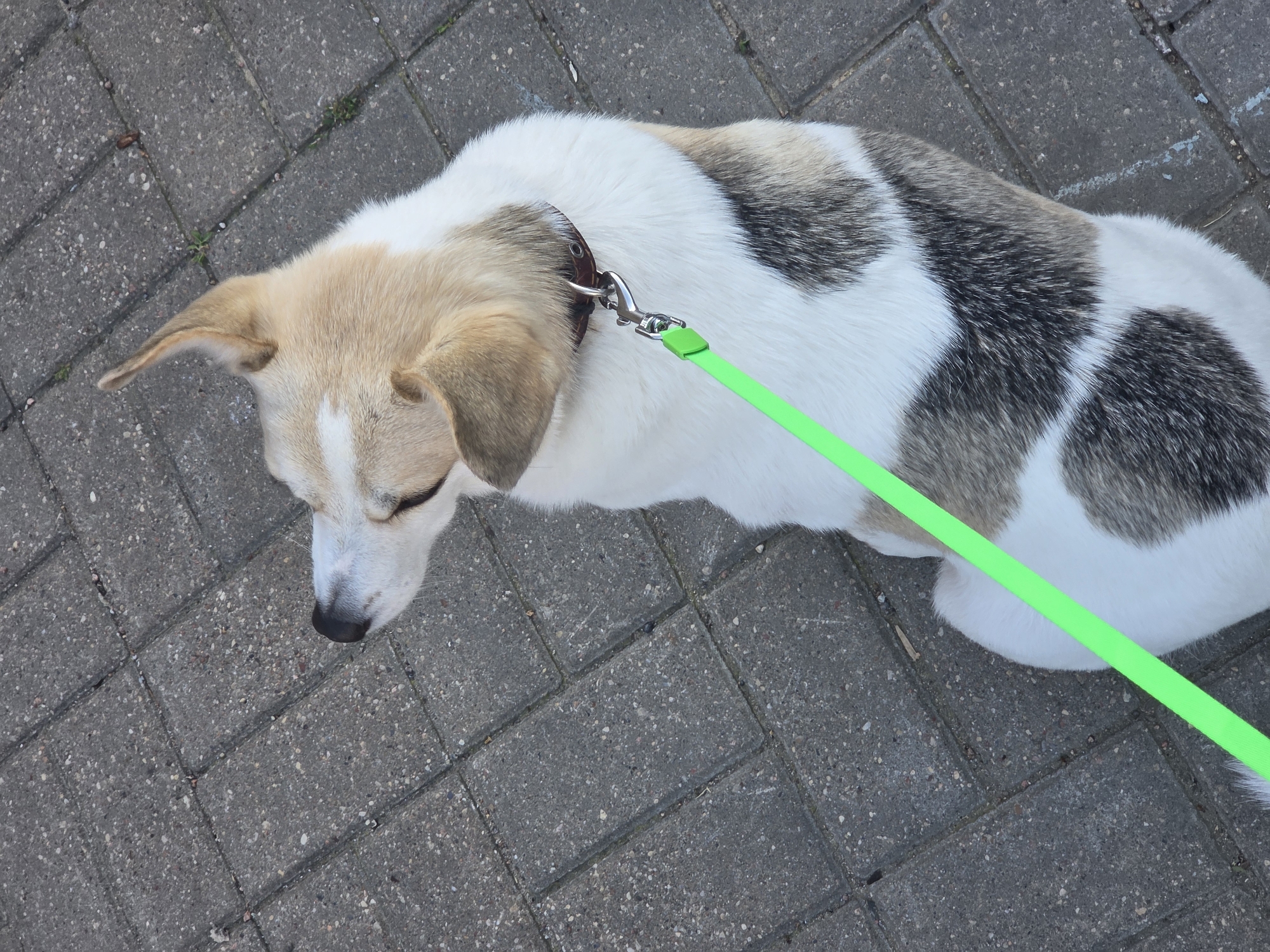 An overhead, medium shot shows a dog on a sidewalk. The dog is facing left, with its head tilted up. It has light brown fur on its head and ears, and white fur with large grey and brown spots on its body. The dog is wearing a brown collar with a metal clasp, and a bright green leash is attached to the collar. The leash extends diagonally from the top left to the bottom right of the frame. The ground is paved with rectangular grey bricks. The scene appears to be outdoors in a city.