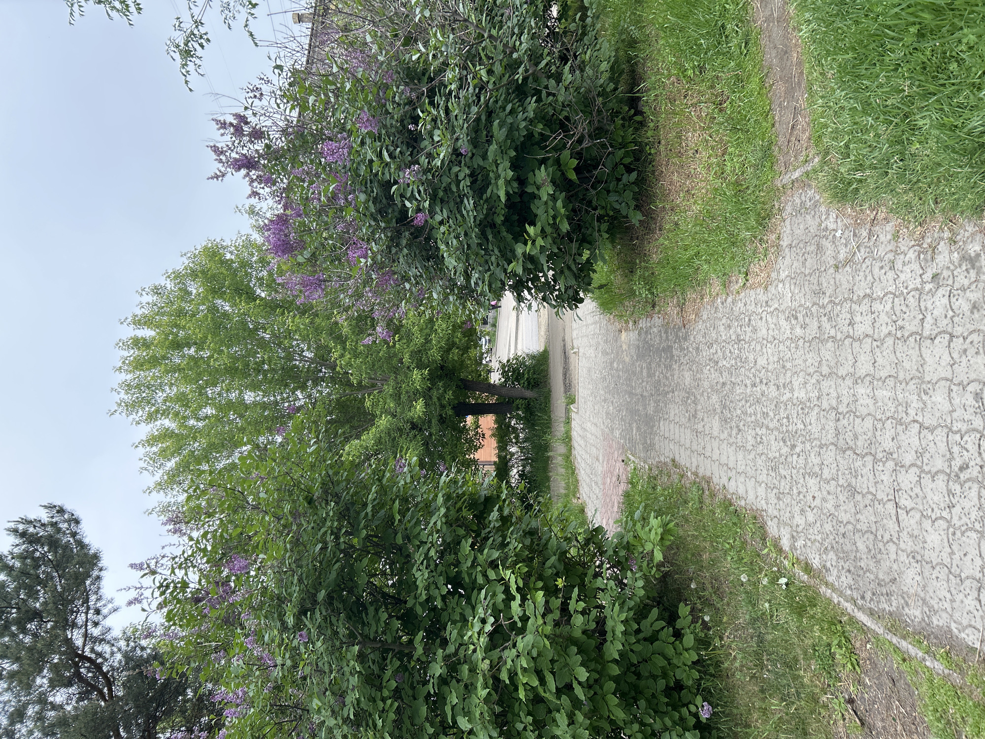 A paved walkway lined with lush green bushes and flowering lilac bushes leads towards a street with a mature green tree in the background. The walkway is made of interlocking concrete pavers. The bushes on either side are dense and green, with the lilac bushes displaying clusters of purple flowers. The walkway appears to be in a public space, possibly a park or a residential area, in Angarsk, Russia. The sky is overcast, suggesting a cloudy day. No people are visible in the immediate foreground or on the walkway.