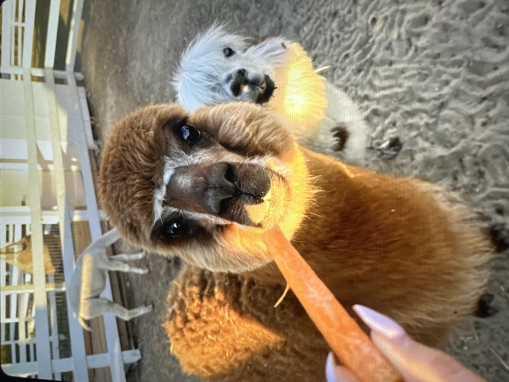 An extreme close-up shot shows two alpacas being fed a carrot. The alpaca in the foreground is brown and white and is eating the carrot directly from a human hand. The second alpaca is white and fluffy and is standing behind the first one, looking towards the camera. The alpacas are in an outdoor enclosure with a sandy ground and a white wooden fence in the background. The lighting suggests it is daytime, possibly late afternoon due to the warm tones. The image does not provide any clues as to its specific location in Tallinn, Estonia, or any other city.