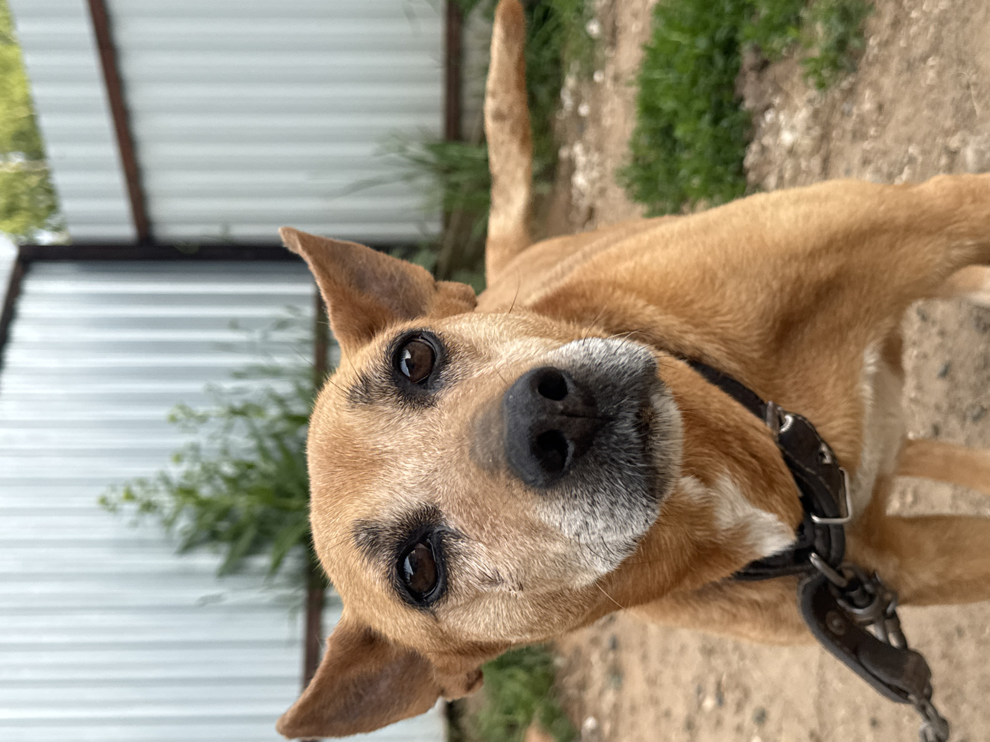 The photograph, rotated 90 degrees clockwise, presents a close-up portrait of a medium-sized dog with light brown, short fur. The dog's head is prominently featured, with its expressive dark brown eyes looking directly at the camera. Its muzzle shows signs of graying fur, indicating an older animal. The dog has pointed ears and a black collar with metal rings and a buckle is visible around its neck.
The activity captured is the dog posing and looking intently at the camera. Its expression appears gentle and curious.
The background suggests an outdoor setting in Nizhnyaya Gar', Russia. Behind the dog, a corrugated metal fence, likely silver or light grey, runs horizontally across the upper portion of the frame. Patches of green foliage, possibly grass or small bushes, are visible both behind the fence and on the dirt ground in the lower and right parts of the image. The lighting indicates it is daytime with good natural light, suggesting clear weather. There is no visible text in the image.