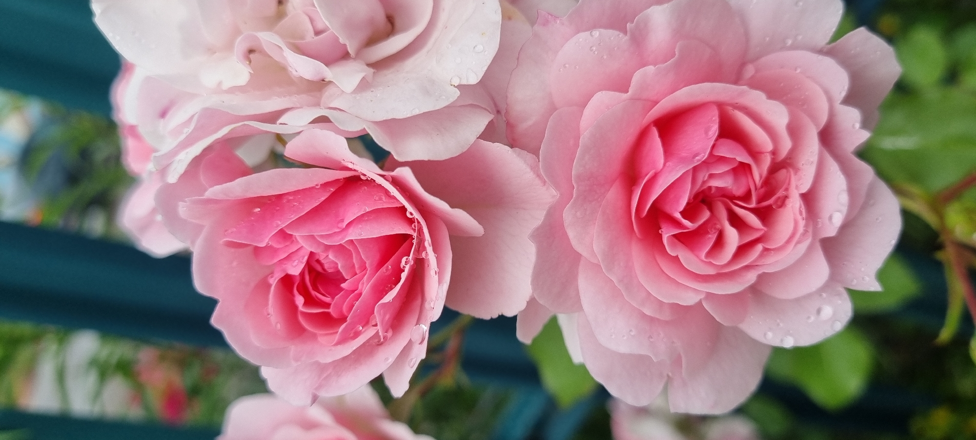 A close-up, vertical, outdoor photograph shows several pink roses with water droplets on their petals. The roses are in various stages of bloom, with tightly furled centers and more open outer petals. The background is out of focus, with a dark teal structure, likely a fence, and blurred green foliage. The lighting is natural and soft, suggesting an overcast day or a shaded area. The image was taken in Romashkovo, Russia. There are no people or animals visible in the frame.