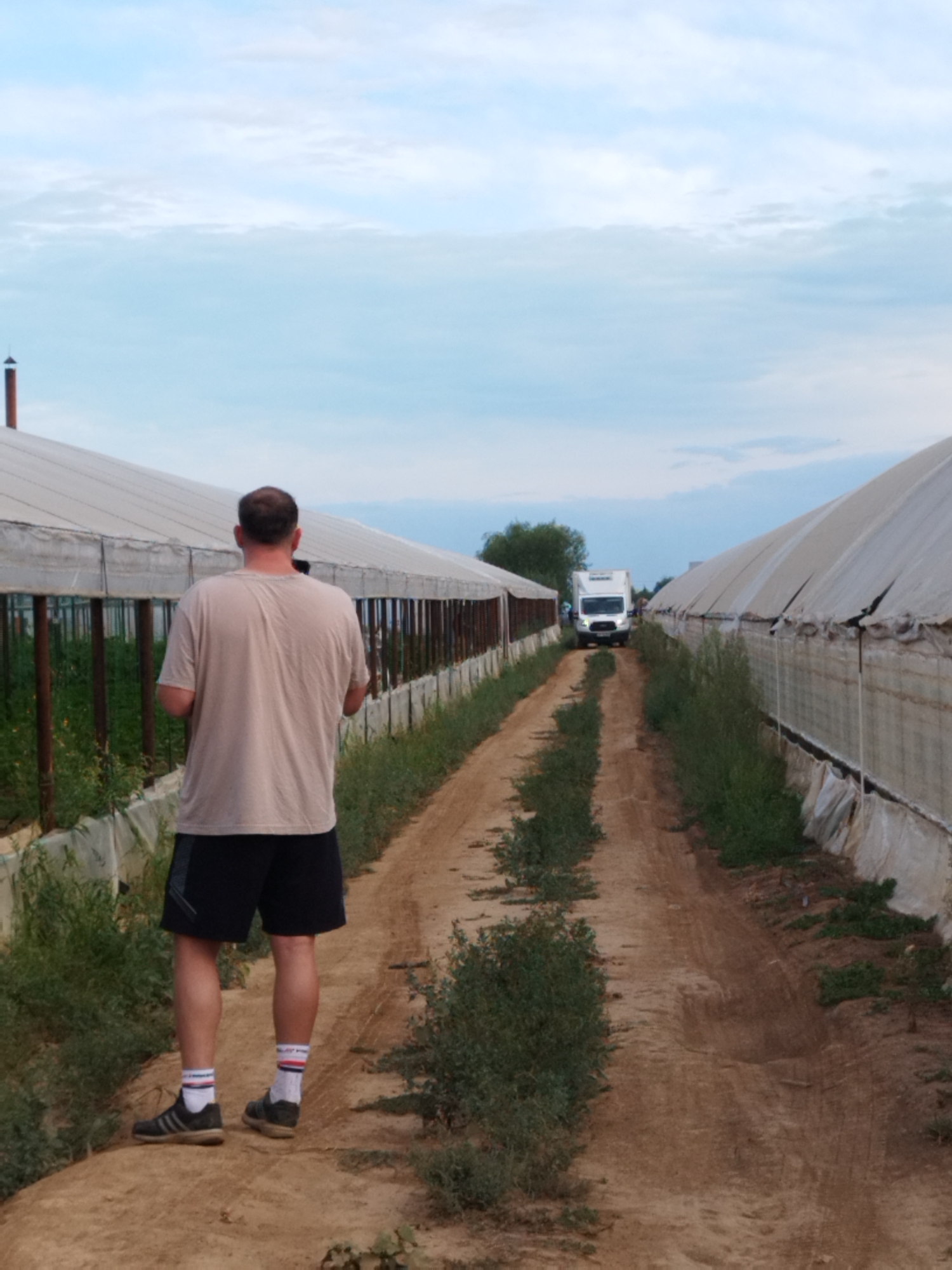 In Băleni-Sârbi, Romania, a man stands on a dirt path between two greenhouses. The man is facing away from the camera, wearing a light-colored t-shirt, dark shorts, white socks with red and blue stripes, and dark athletic shoes. He appears to be holding a phone or camera in his hands, possibly taking a picture. The greenhouses are covered in white material and appear to be used for agriculture. In the distance, a white delivery truck is visible on the path. The sky is overcast with light blue and white clouds. The overall environment is rural and appears to be a farm or agricultural facility.