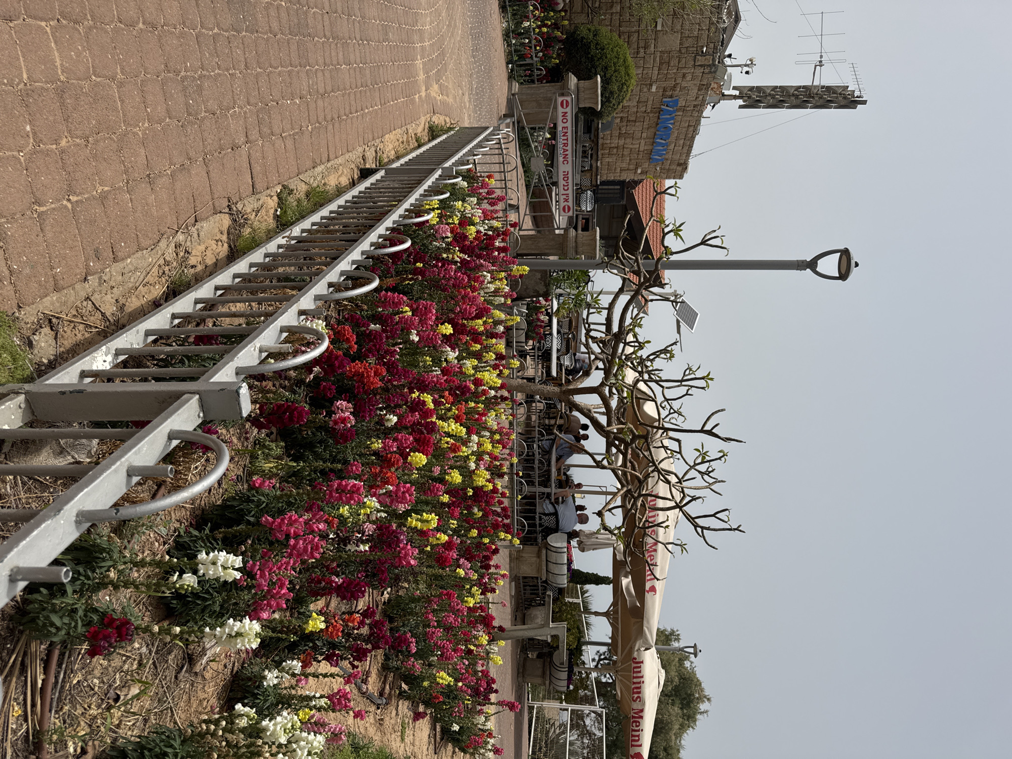 The image shows a sidewalk scene in Netanya, Israel. A brick walkway runs along a row of red, yellow, and white flowers, separated by a gray metal railing. Beyond the flowers, there is an outdoor cafe with patrons seated under umbrellas. A street lamp and a bare tree with a small solar panel stand nearby. In the background, a building with a sign "PANORAMA" is visible. A metal structure with antennas sits atop the building. A "NO ENTRANCE" sign is also visible near the cafe.