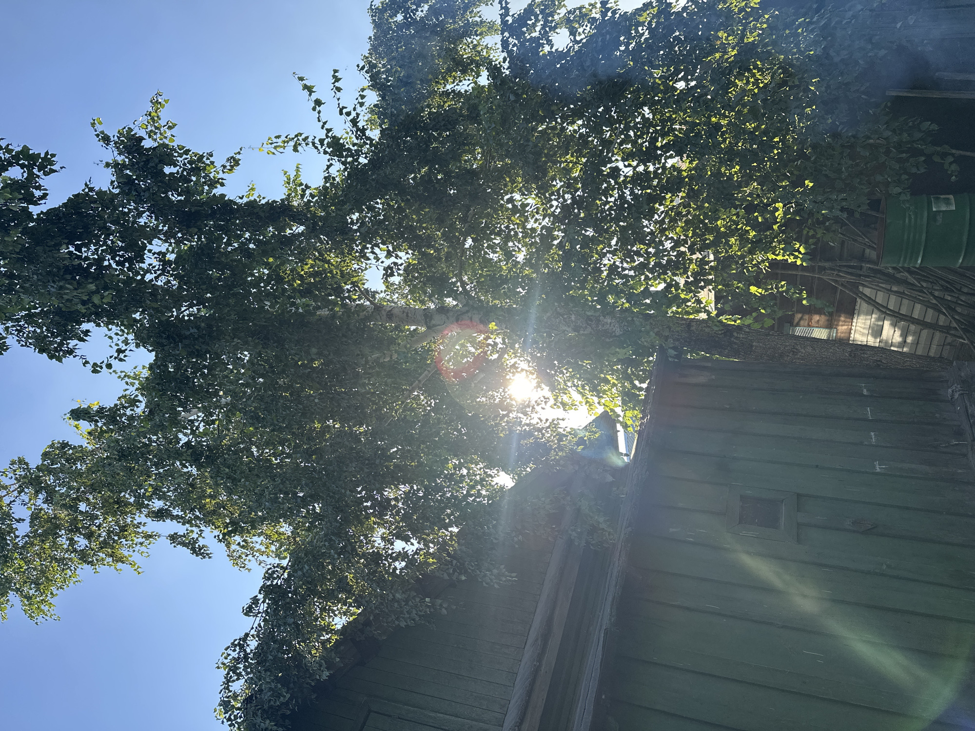 A low-angle shot captures a tall birch tree with dense green foliage against a clear blue sky. Sunlight streams through the leaves, creating bright lens flares and illuminating the scene. To the left, a weathered, green wooden building with a sloping roof is visible, partially obscured by the tree's branches. A small, square window is set into the building's wall. To the right of the tree, a green metal barrel stands next to a pile of wooden poles. The overall impression is of a rustic, outdoor setting, possibly a backyard or rural area, in Biysk, Russia, bathed in bright, late afternoon sunlight.