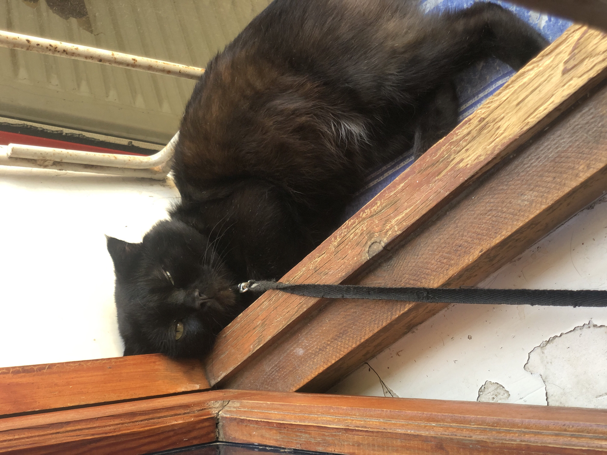 A black cat with a tan collar and leash is lying down on wooden planks next to a window with metal bars. The cat is looking towards the viewer with its eyes partially closed. The background consists of a white wall and a window. The scene appears to be indoors.